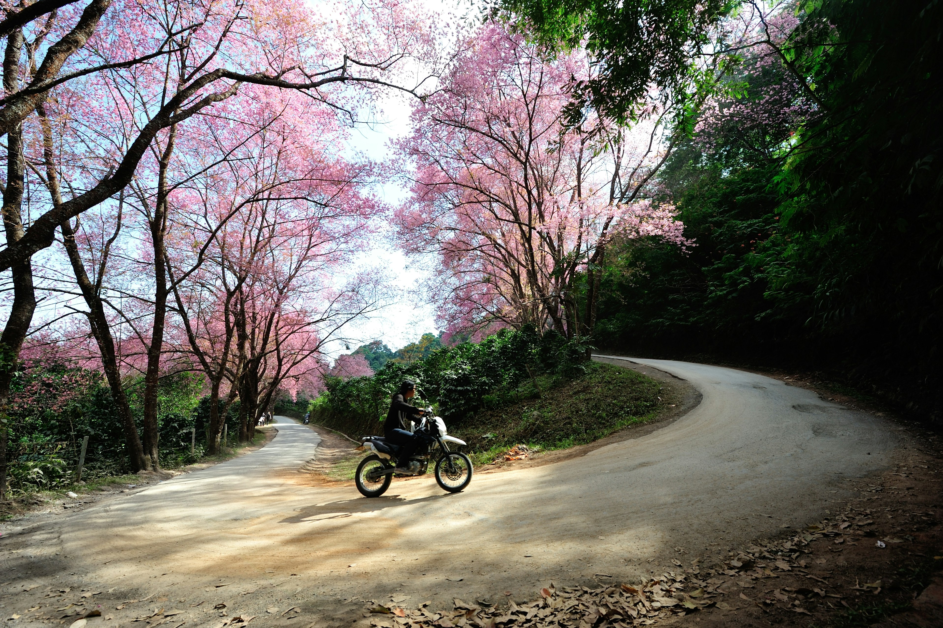 Thai man drives a motorcycle in Doi Suthep National Park during cherry blossom season in Thailand