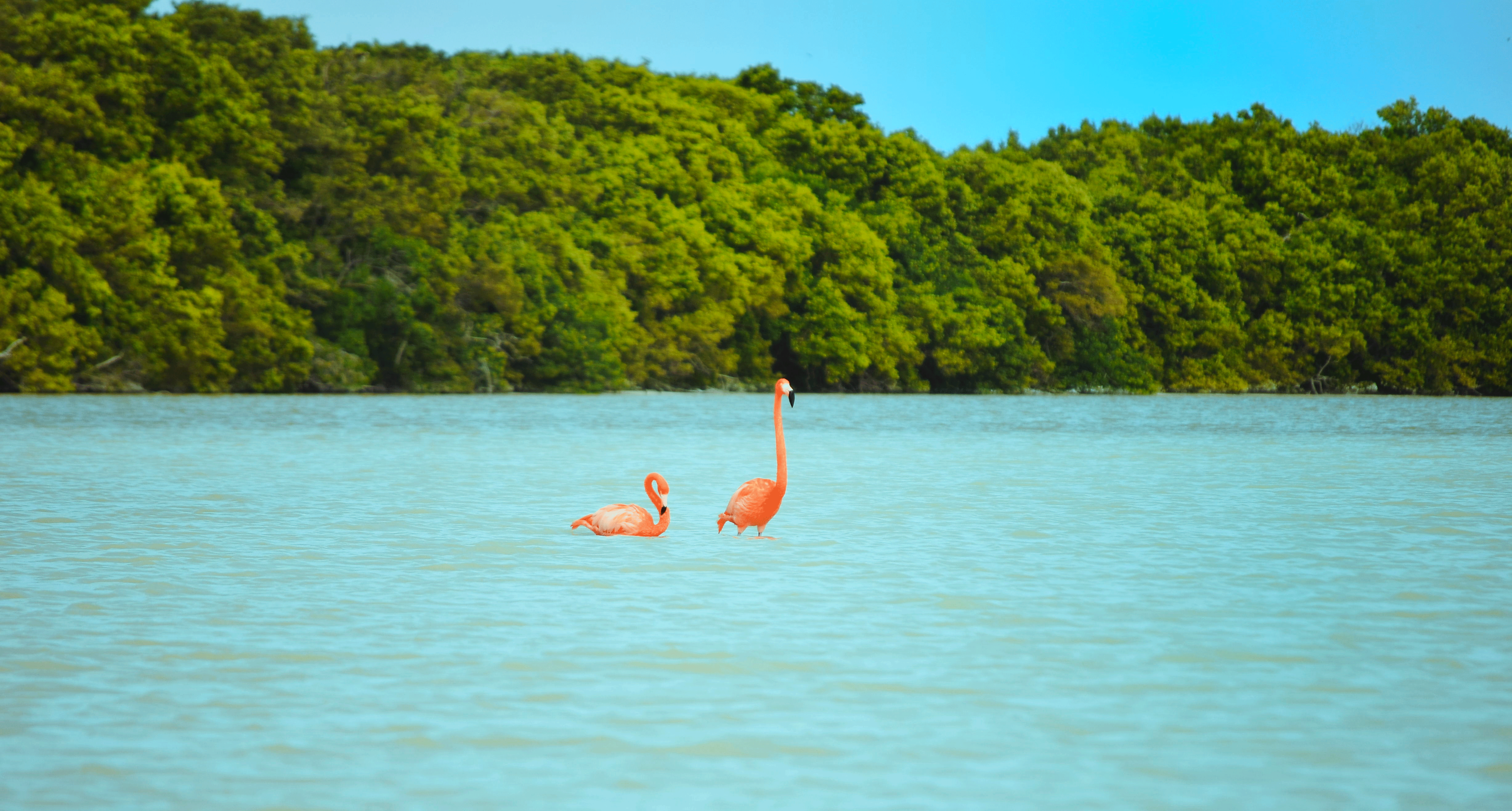 Two flamingos hang out in a bay © snoofek / Getty Images