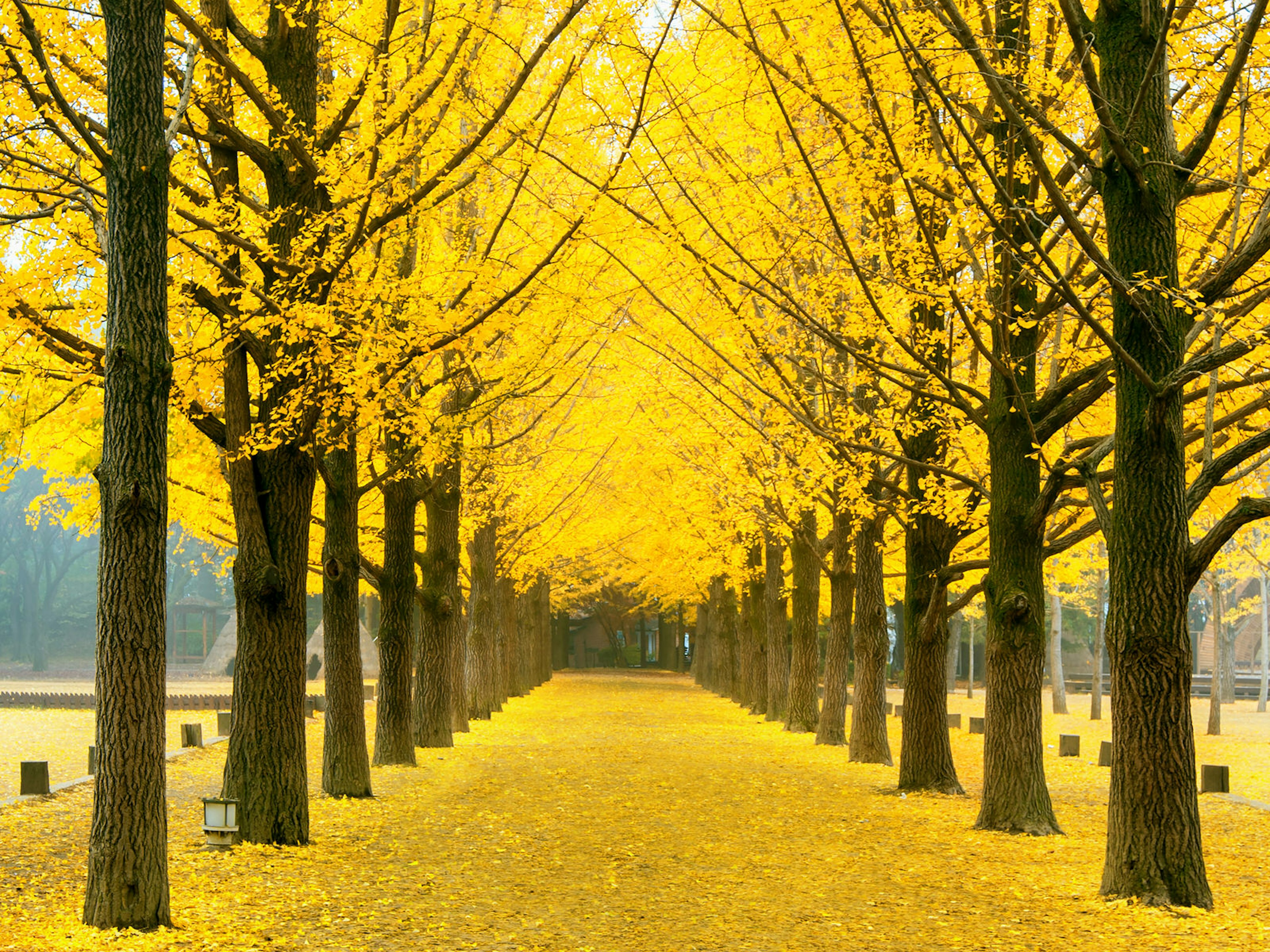 Row of yellow ginkgo trees on Namiseom Island © awatchaiprakobkit / Getty