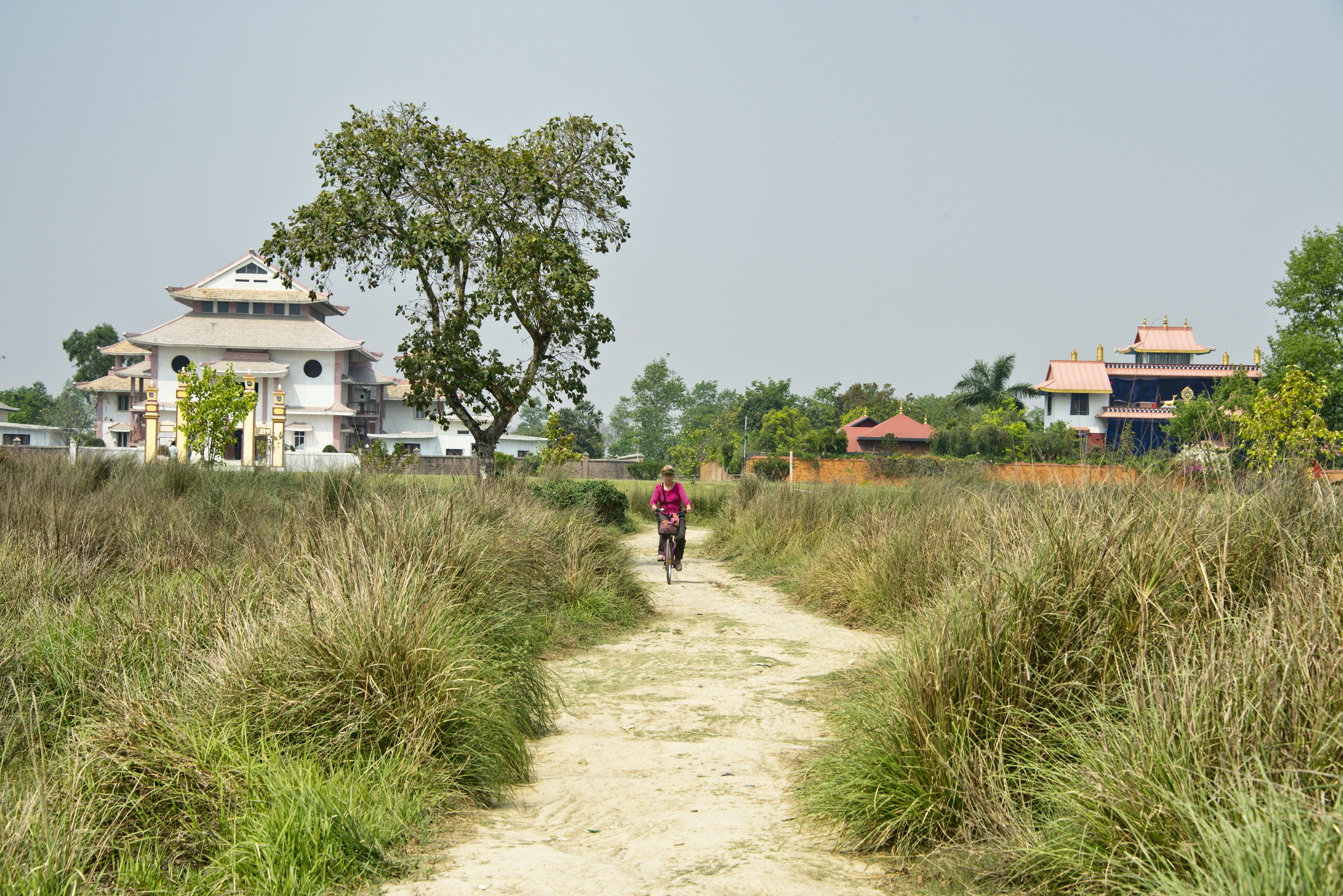 A woman pedals a bike down a sandy track between tall grass backed by temples.