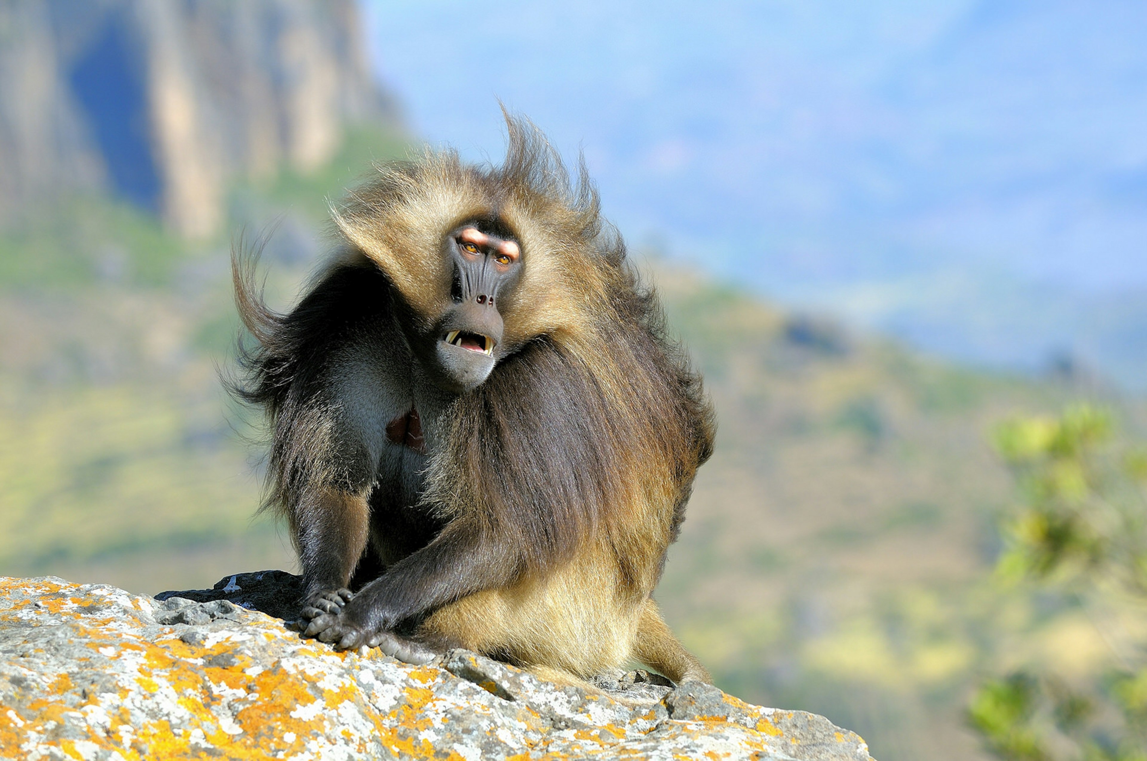 Geladas form troops numbering over 100 individuals, and are easily seen around Sankabar and Chenek © Vittorio Ricci - Italy / Getty Images