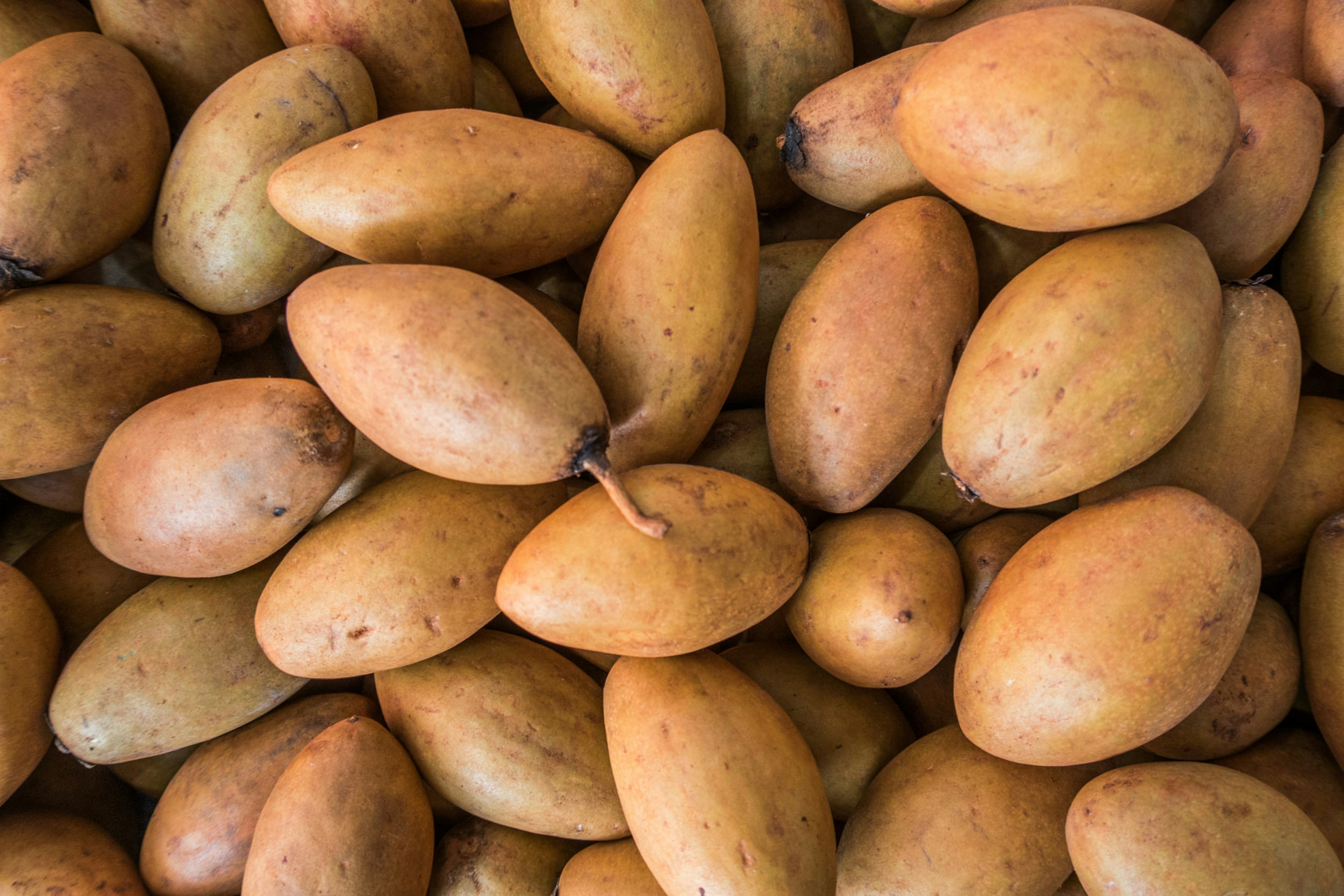 Harvested chikoo fruit © Calvin Chan Wai Meng / Getty Images