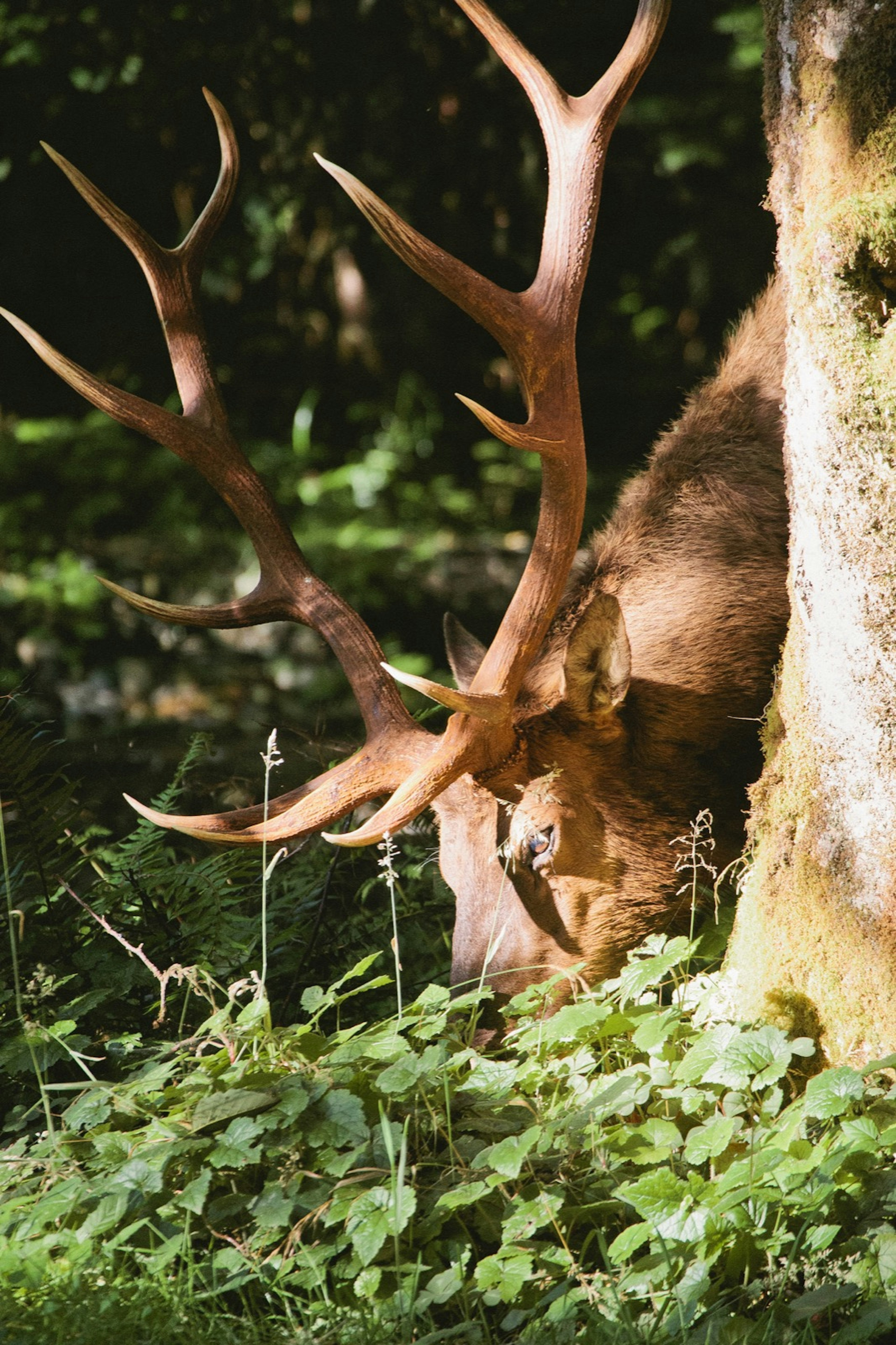 An elk grazes in Prairie Creek Redwoods State park one place to experience the California Redwoods