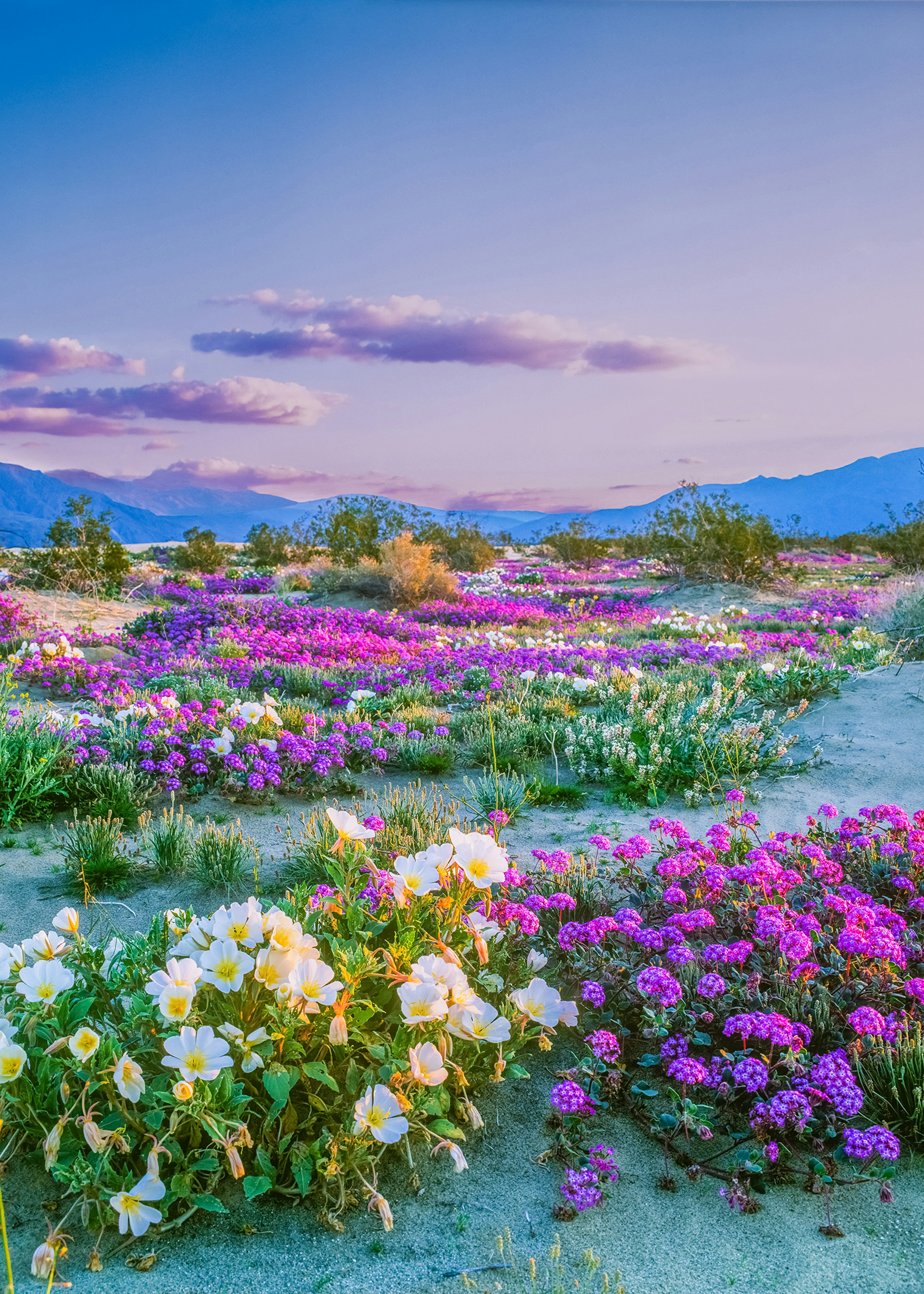 Wildflowers in the Anza-Borrego Desert State Park