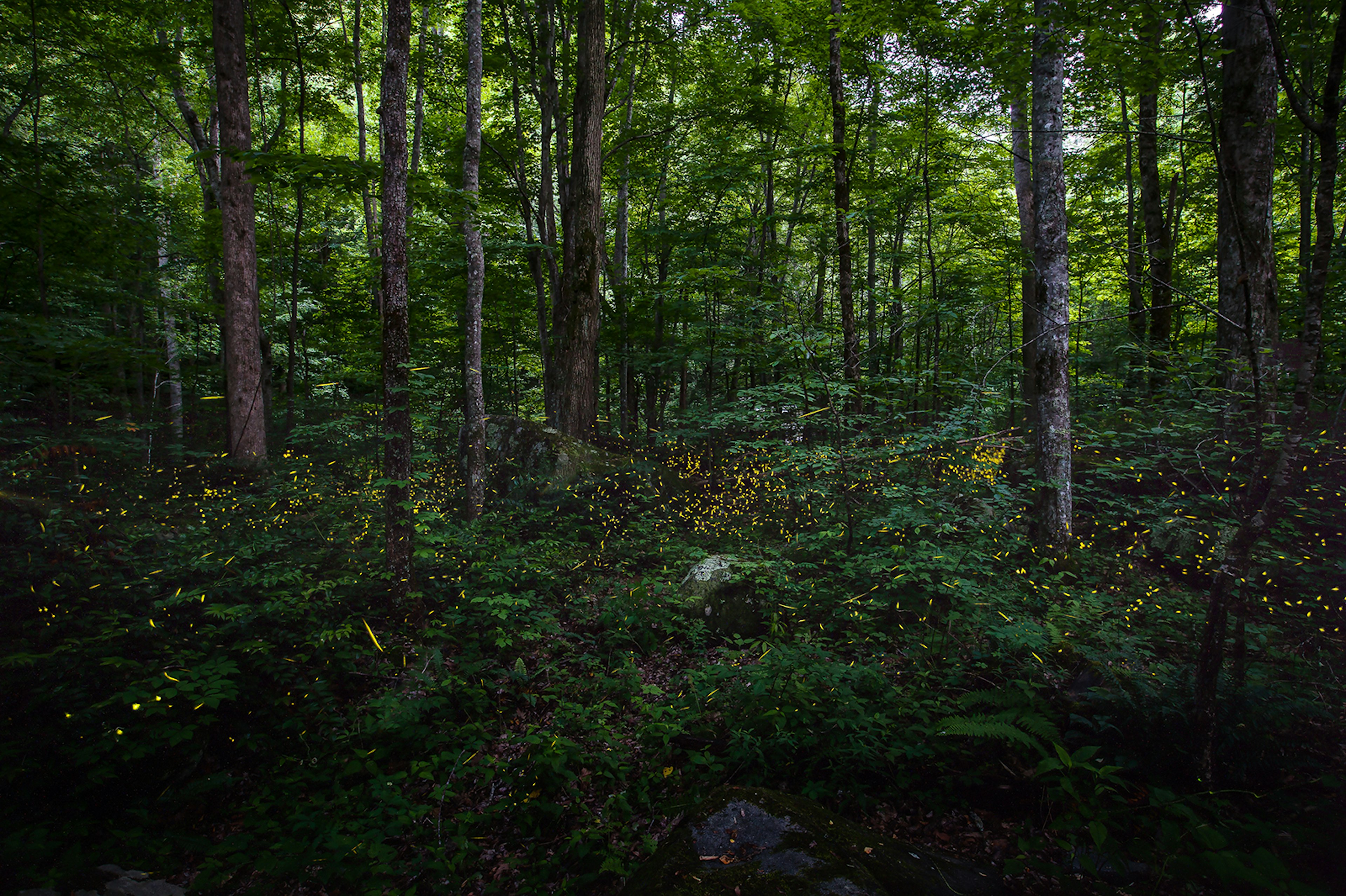 Glowing fireflies in woodland in the Great Smoky Mountains.
