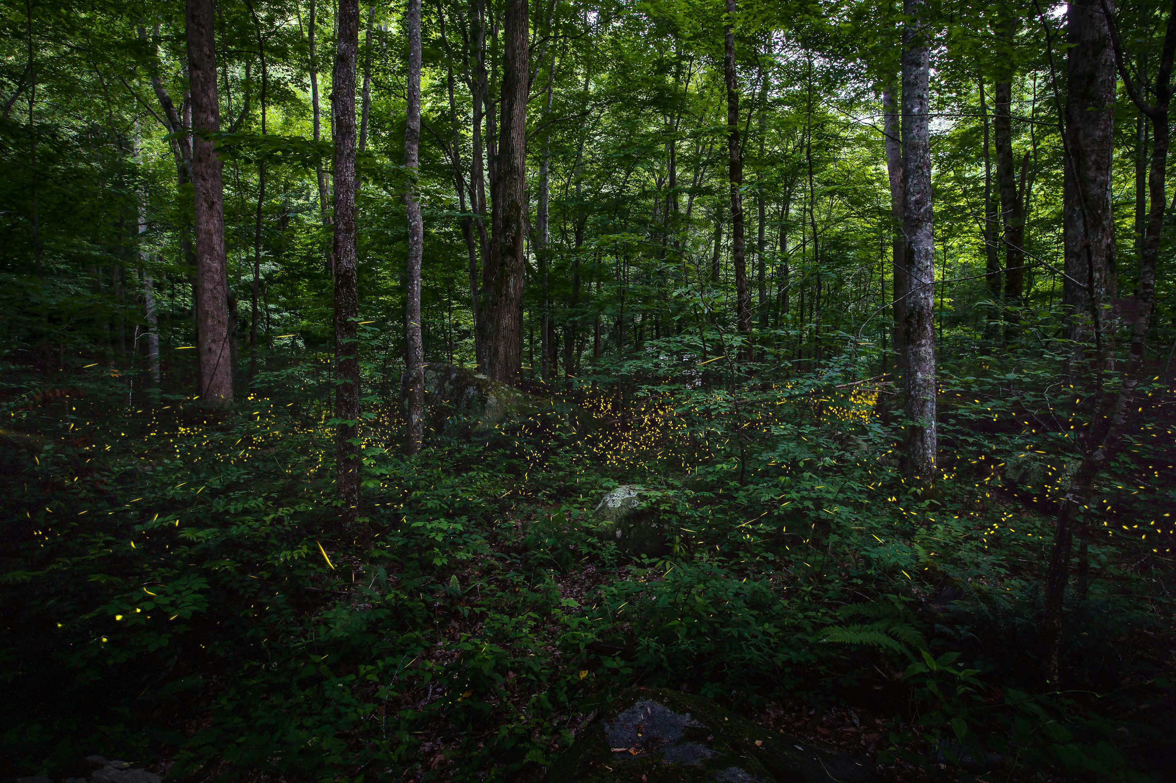 Synchronous fireflies (Photinus carolinus) flashing light during their mating season at Great Smoky Mountain National Park.