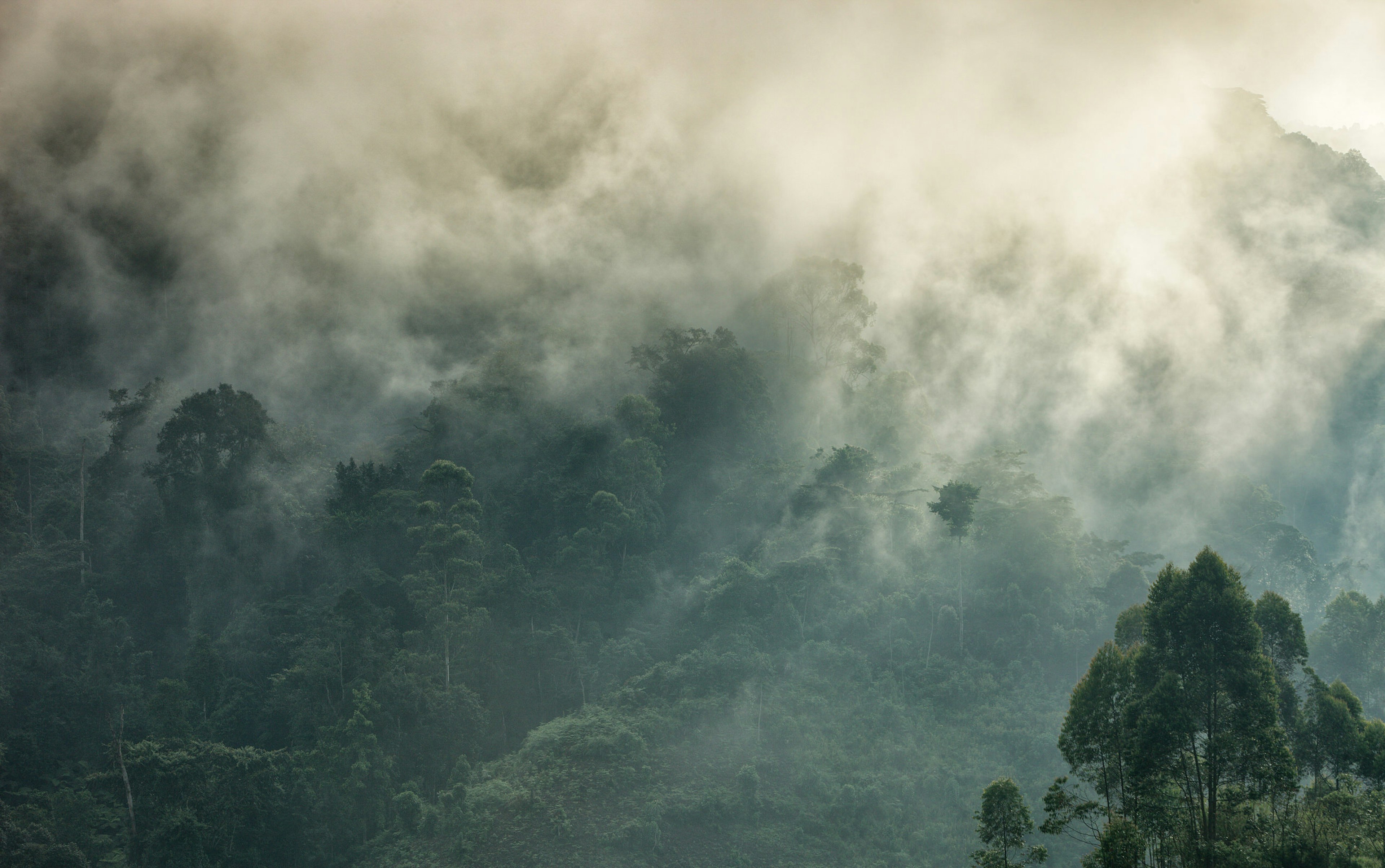 Sunlight illuminates thick clouds rising from the dense jungle as if it was a boiling cauldron © Westend61/Getty Images