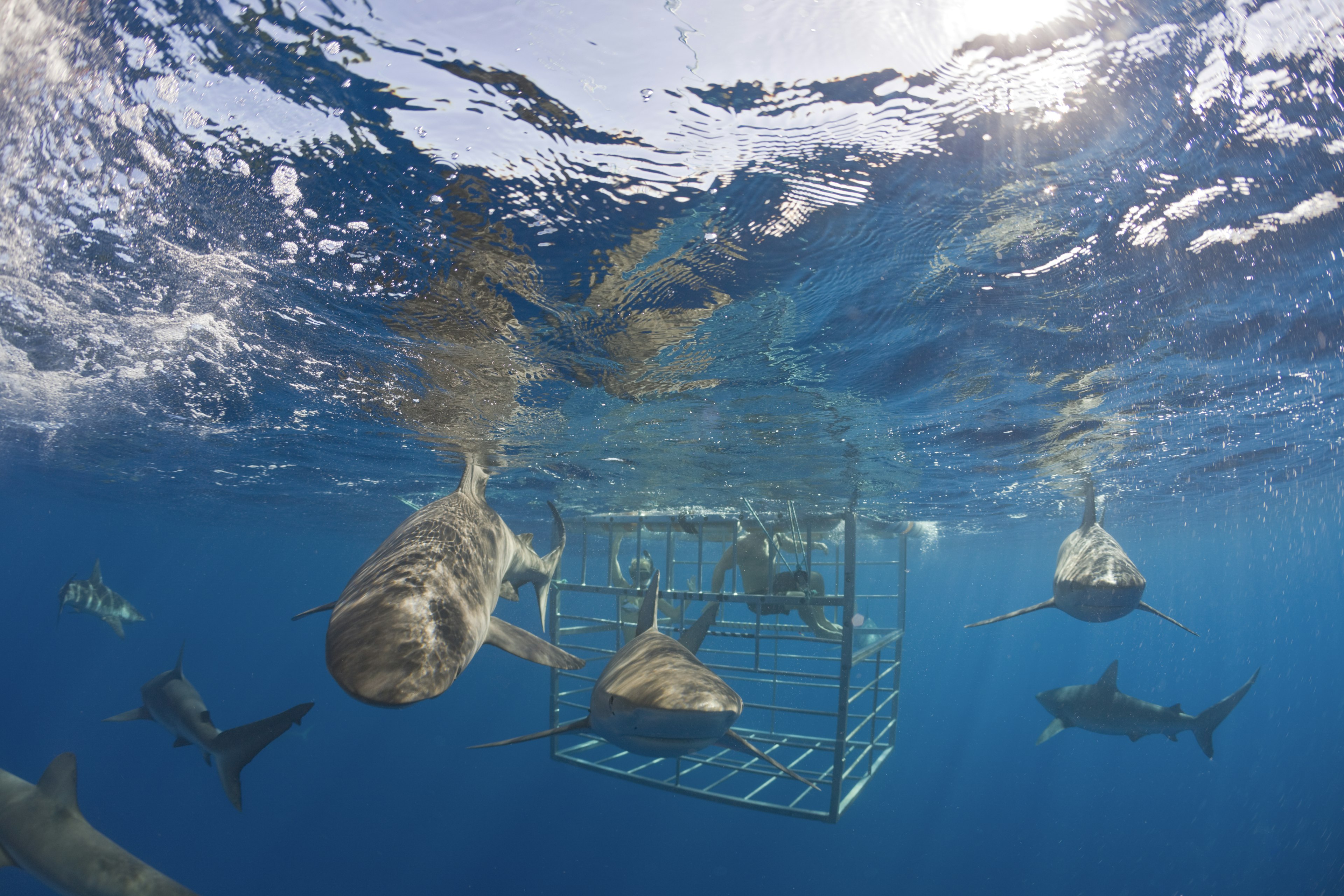 Galapagos Sharks circle swimmers inside a protective cage