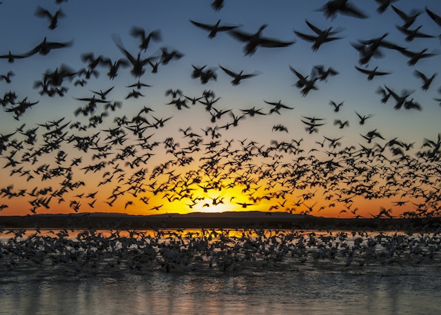 A flock of snow geese take flight in Bosque del Apache National Wildlife Refuge, New Mexico
