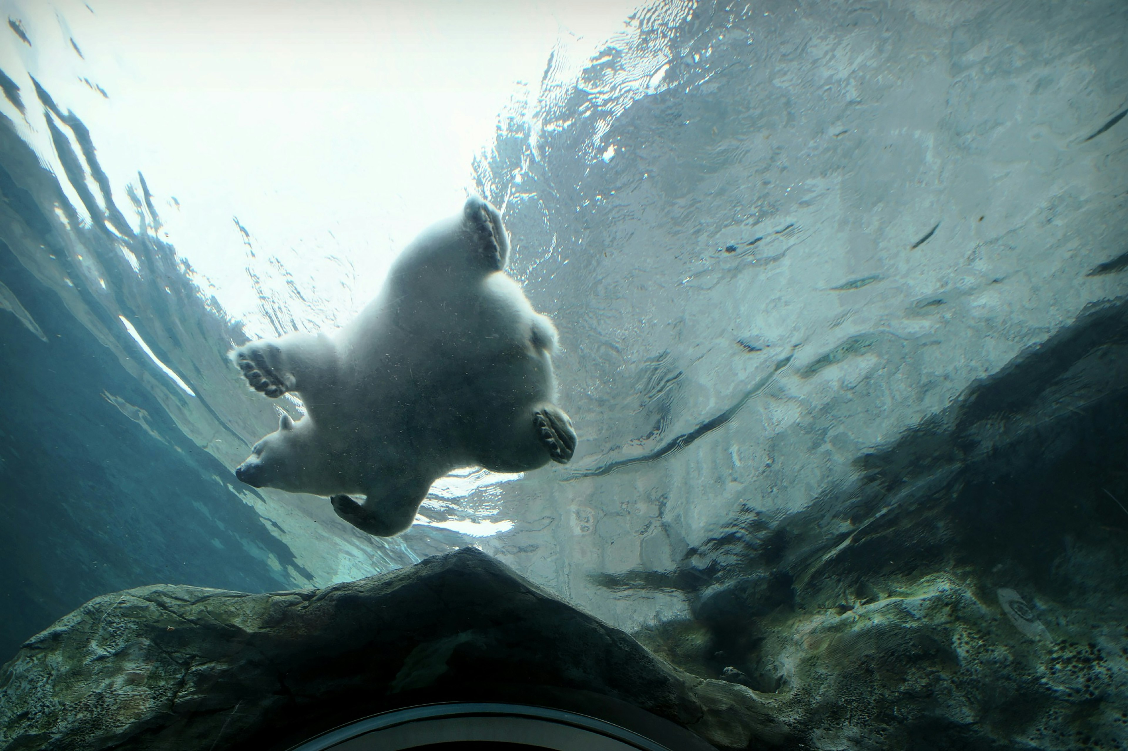 Polar bear swimming overhead at the Assiniboine Zoo