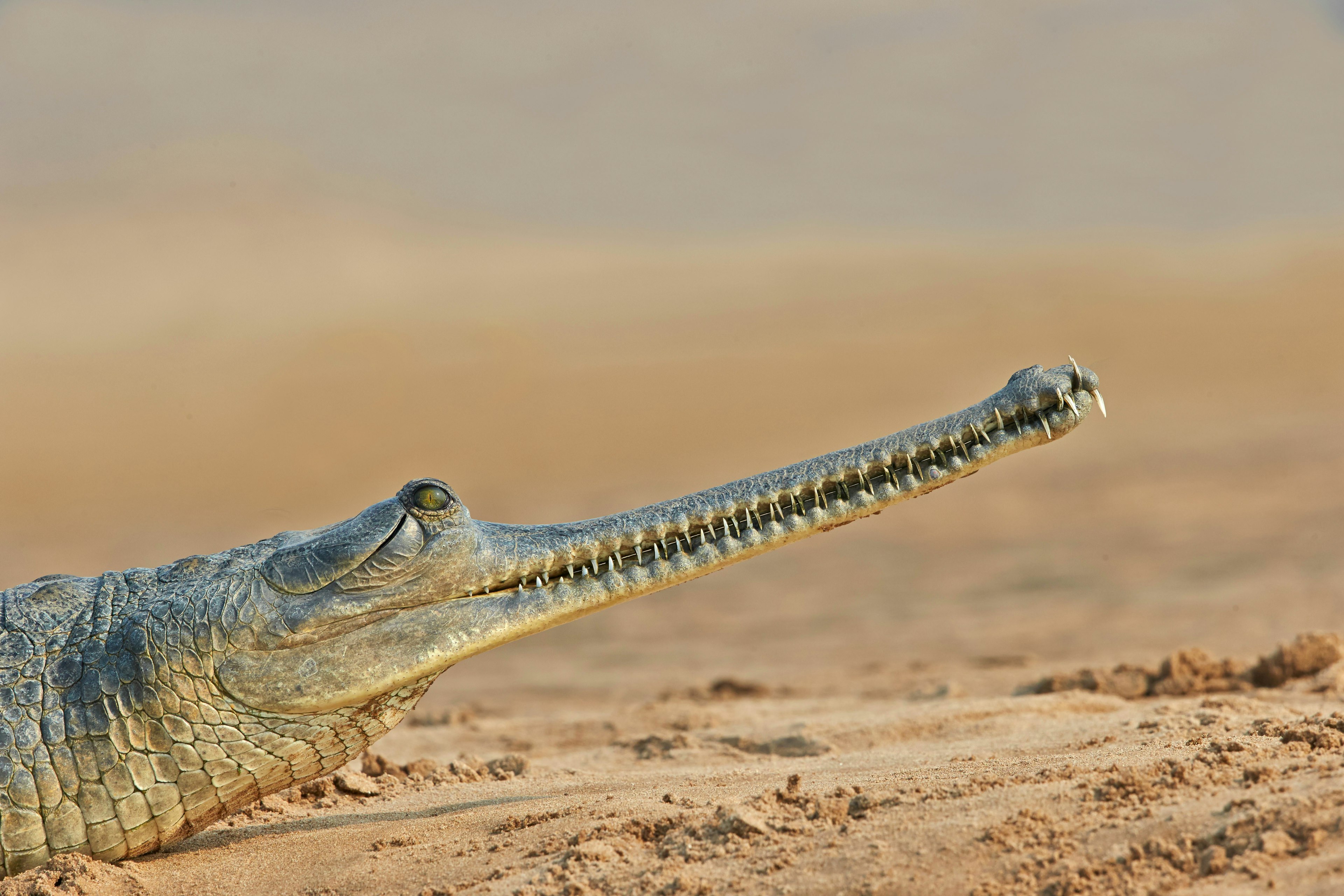 Gharial crocodile on the banks of the Chambal River.