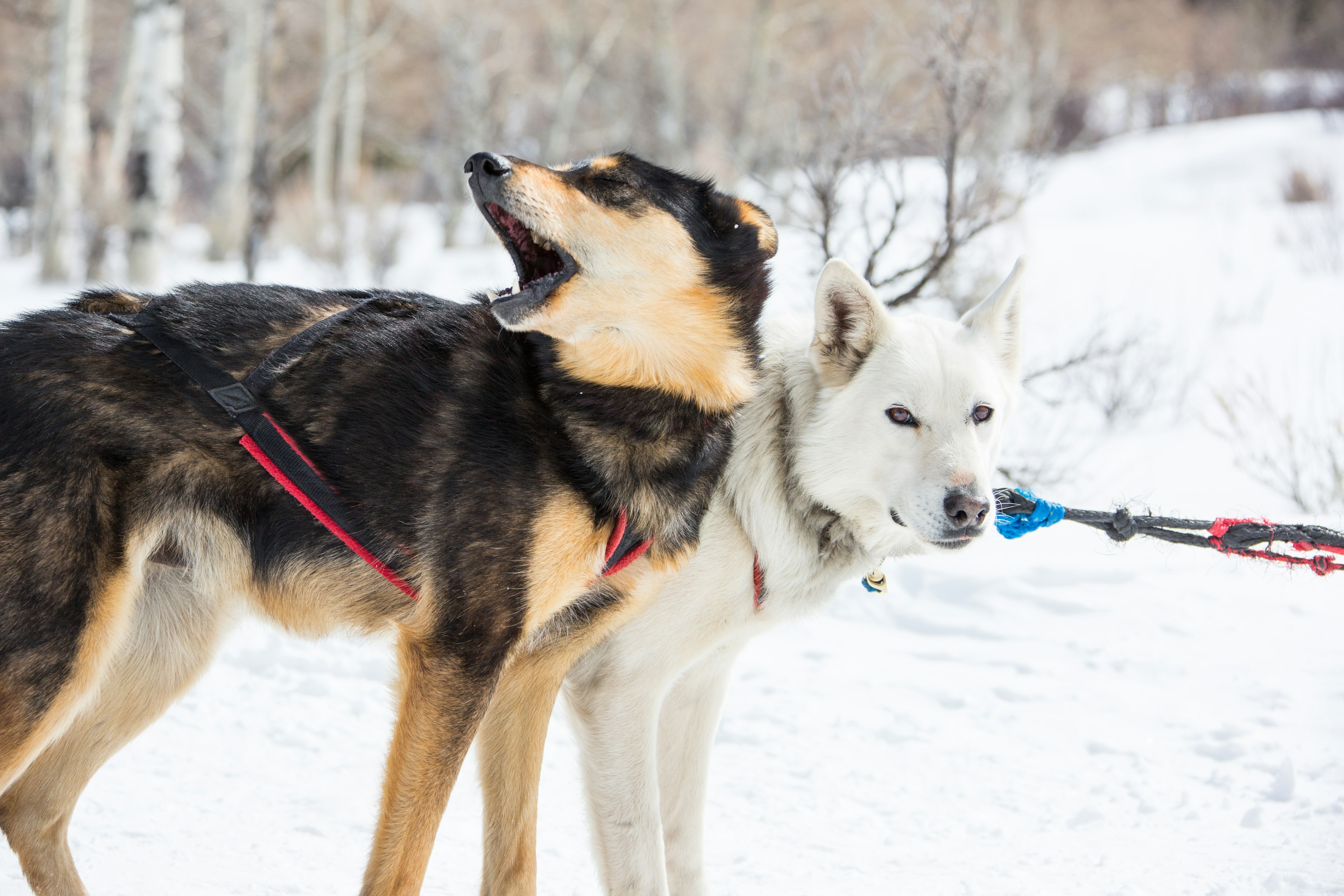 Numerous Vail companies offer sledding excursions, before which you can get to know the husky dogs that will pull you along through the snow. Brent Bingham Photography/Getty Images