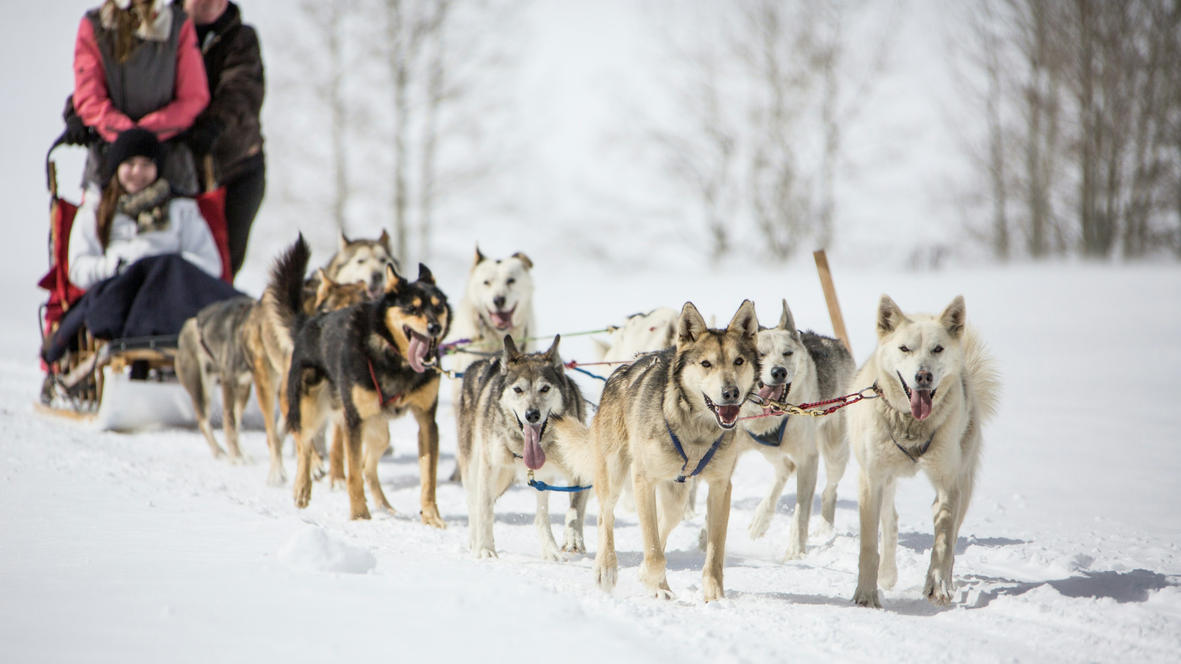 Traveling by dog sled is the quintessential backcountry winter experience. Brent Bingham/Getty Images