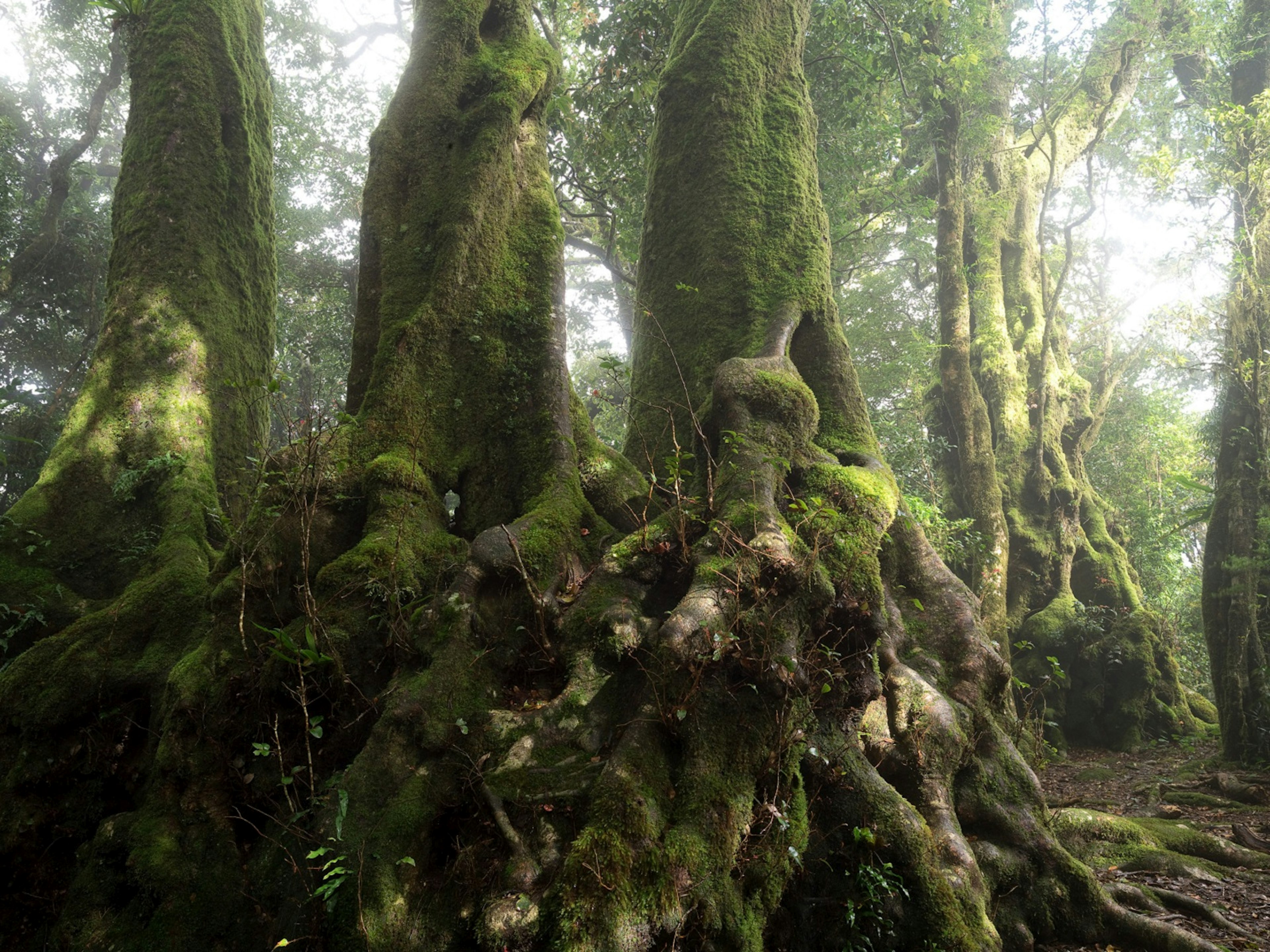 Antarctic beech, Nothofagus moorei, a link to the ancient forests of Gondwana. Springbrook National Park, Queensland, Australia.