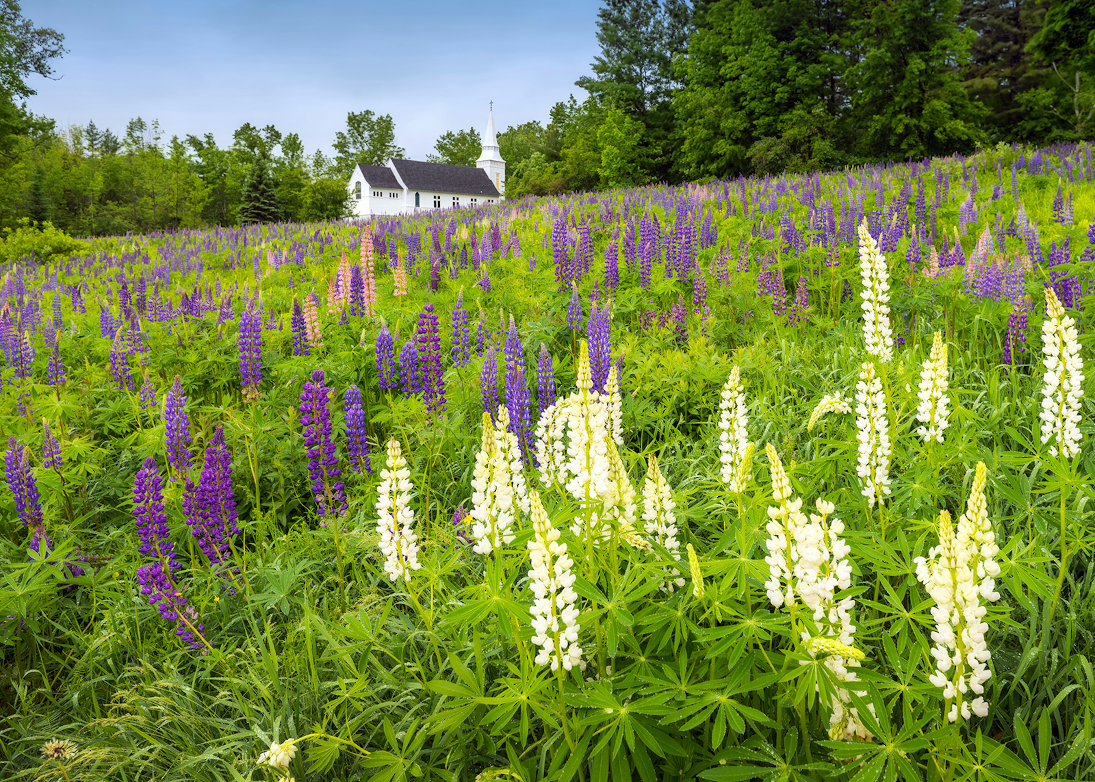 A field of lupines in New Hampshire’s White Mountains