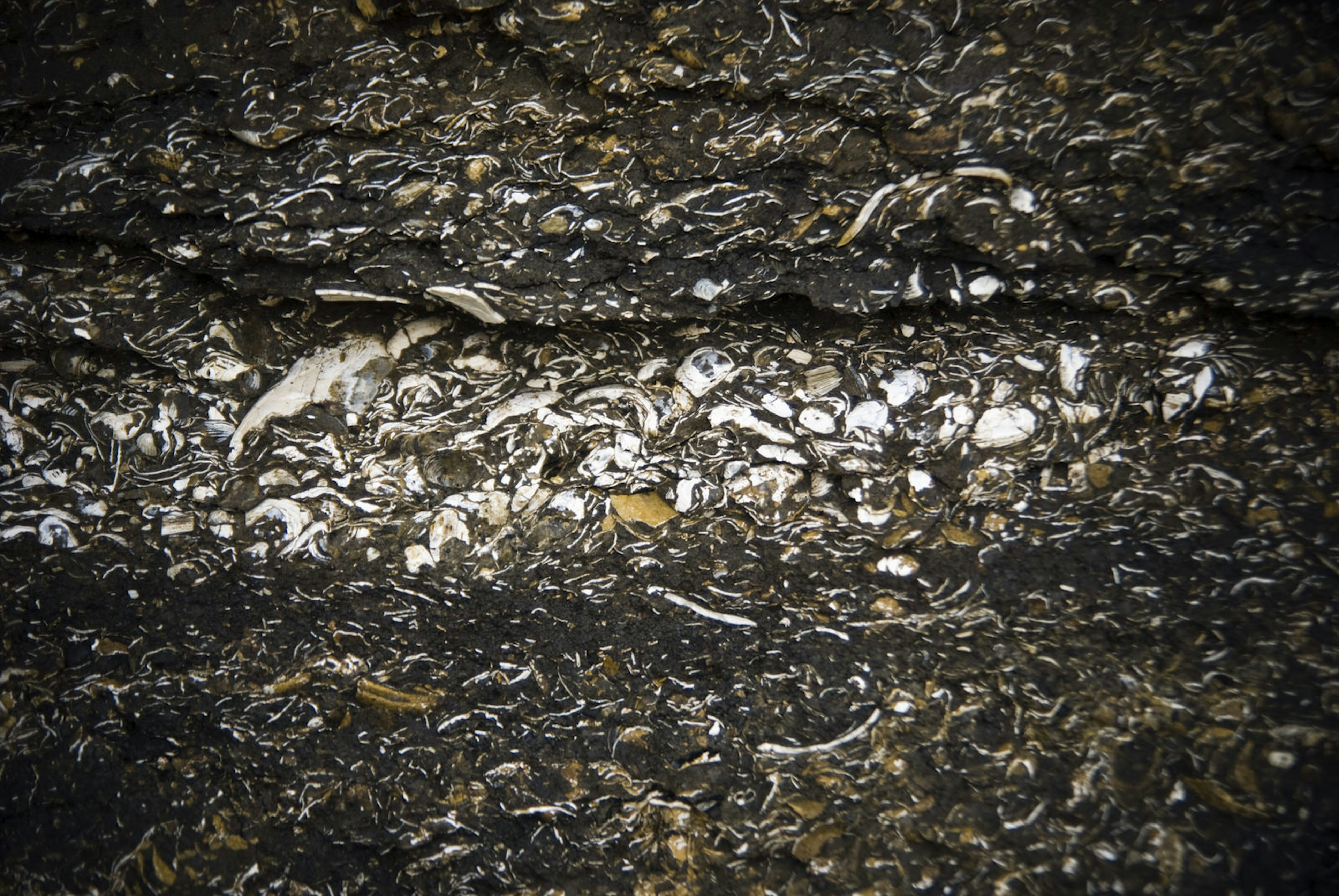 Fossils in a cliff face