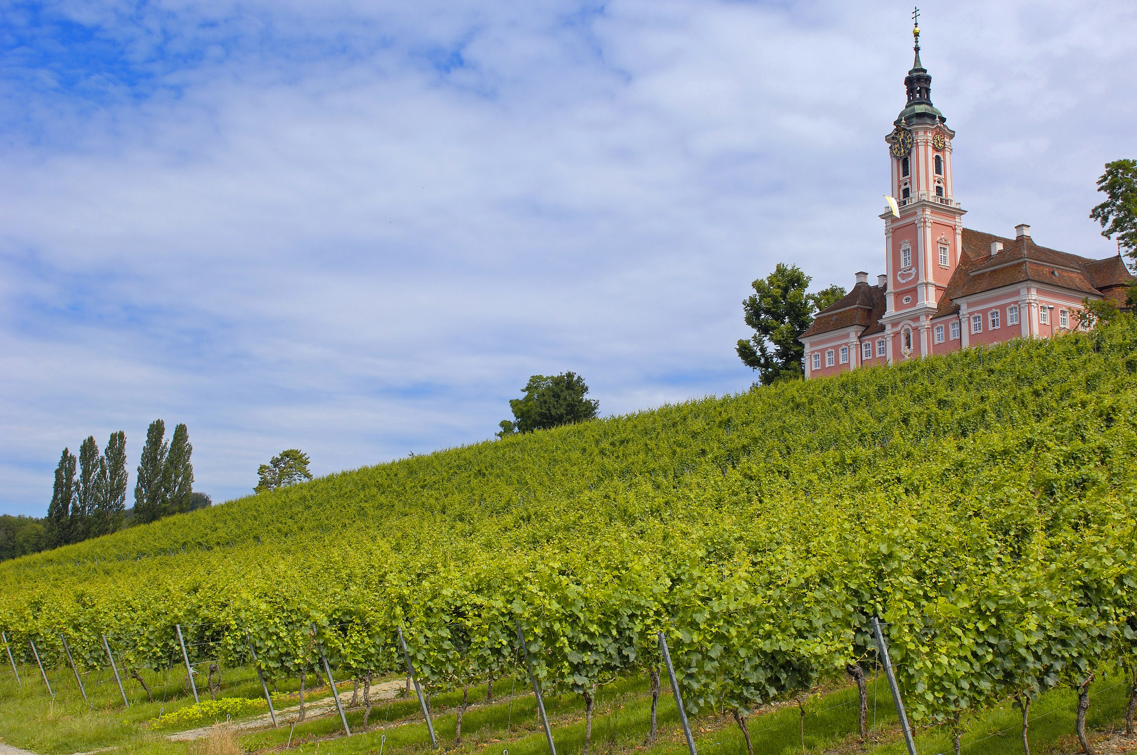 A bright pink monastery in Birnau with white baroque details and a green copper roof and gold clock on the tower and orangy red mansard roof on the two wings flanking the tower overlooks bright green vineyards