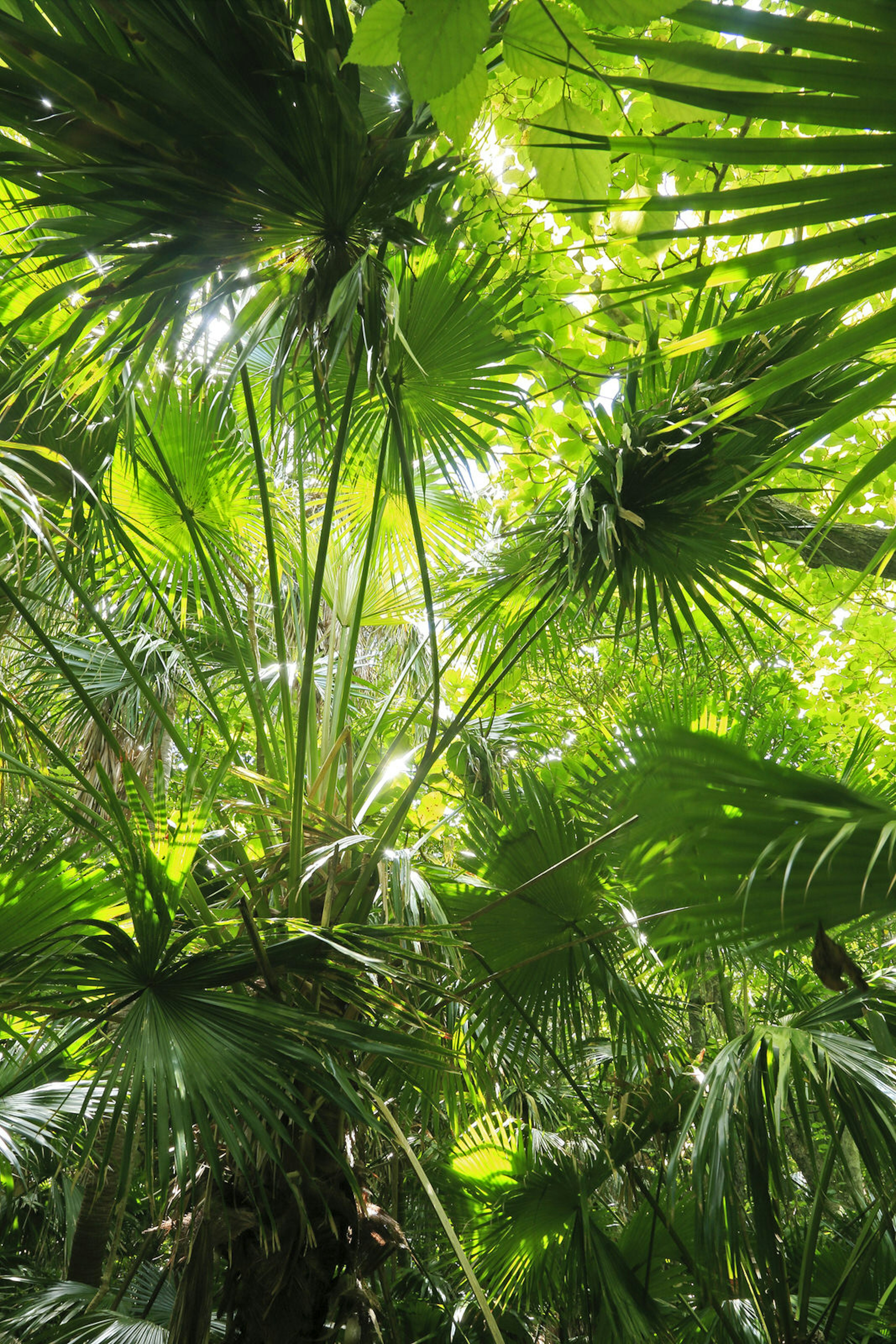 The dense undergrowth of a tropical forest on the Ogasawara Islands © Amana Images Inc / Getty Images