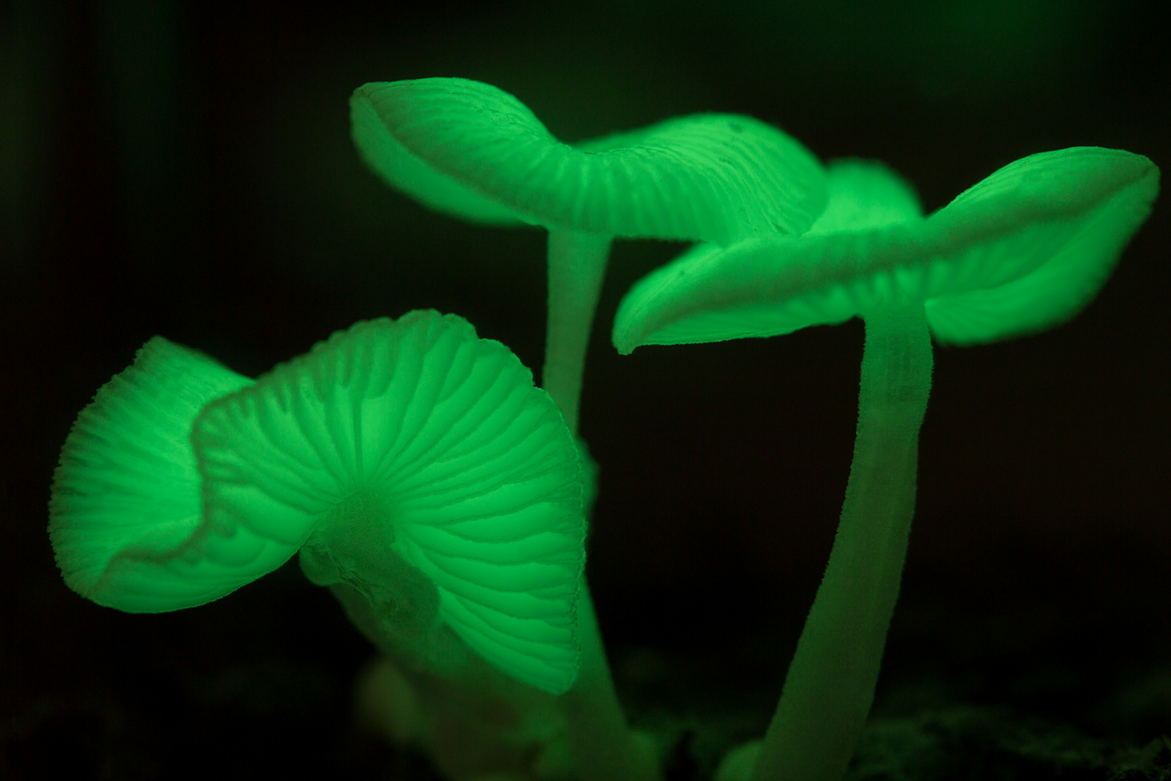 Green light-emitting mushrooms.