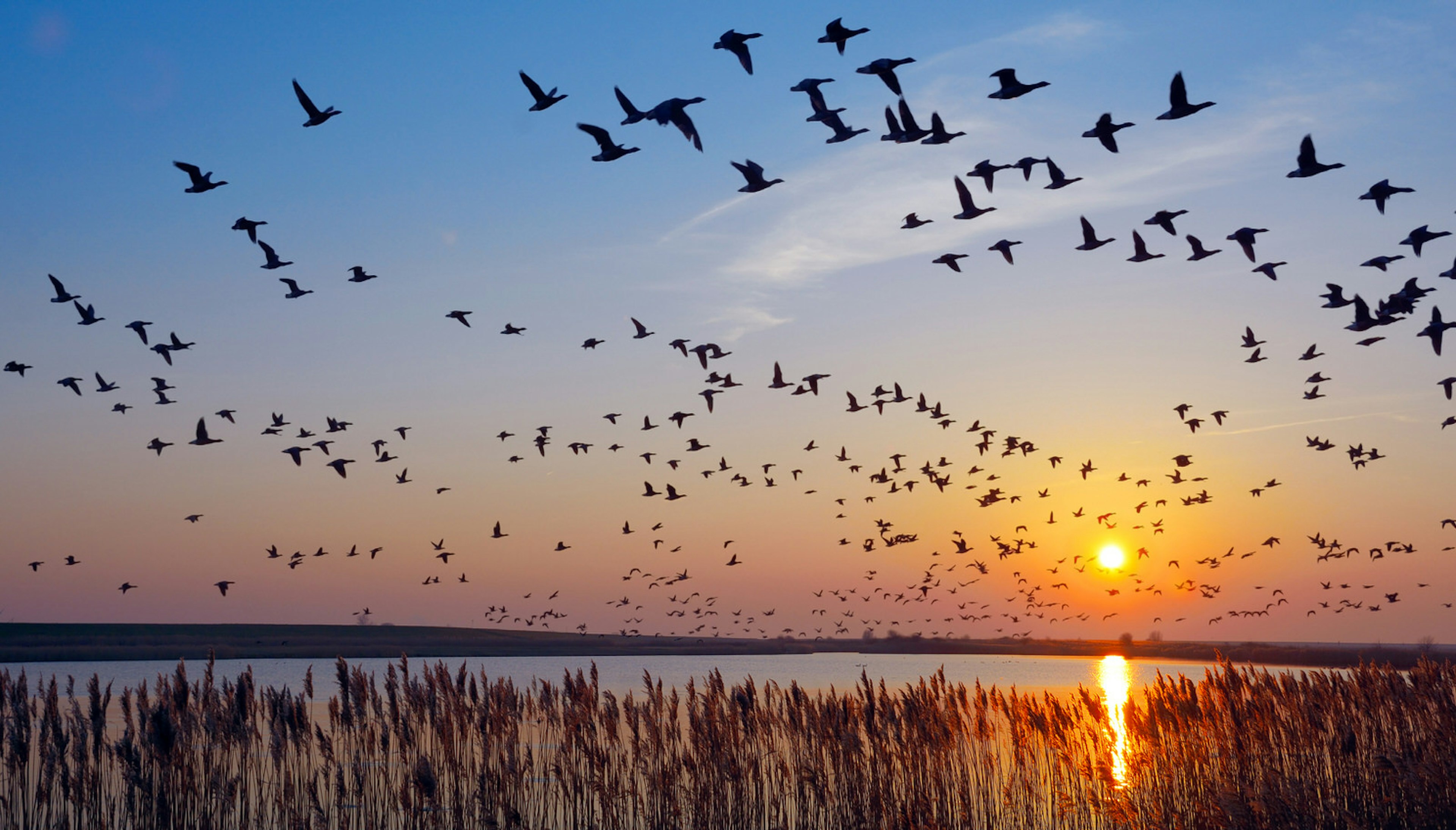 Flock of barnacle geese in flight over the Wadden Sea, Germany