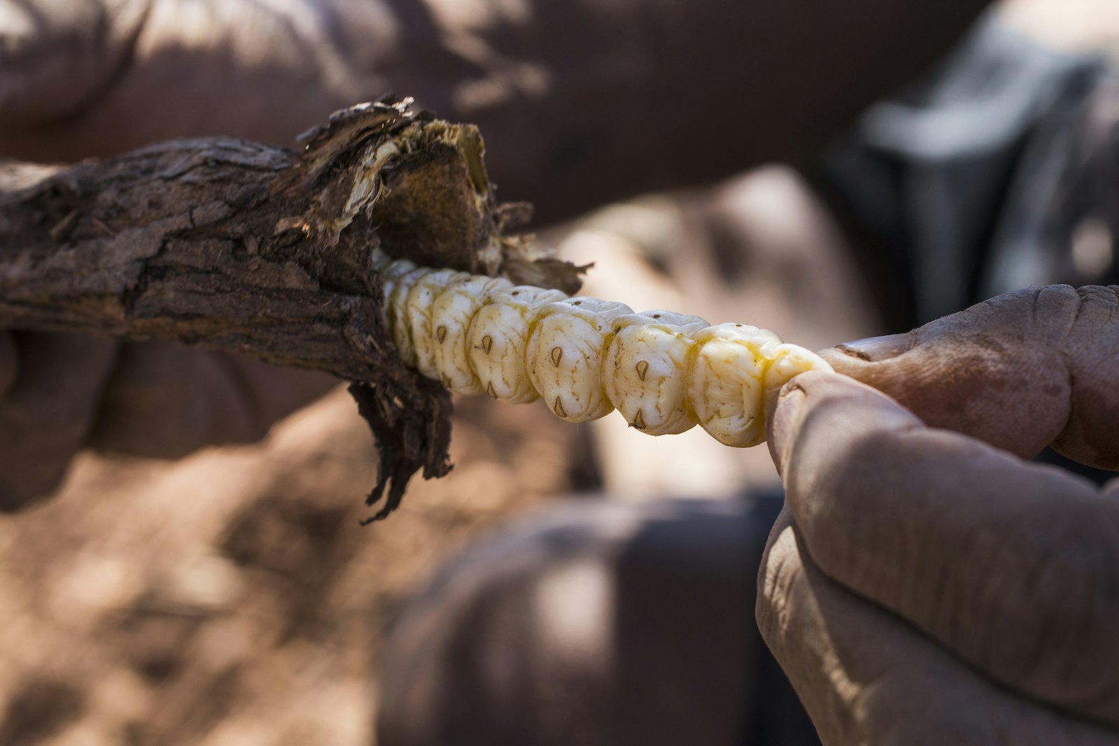 A witchetty grub