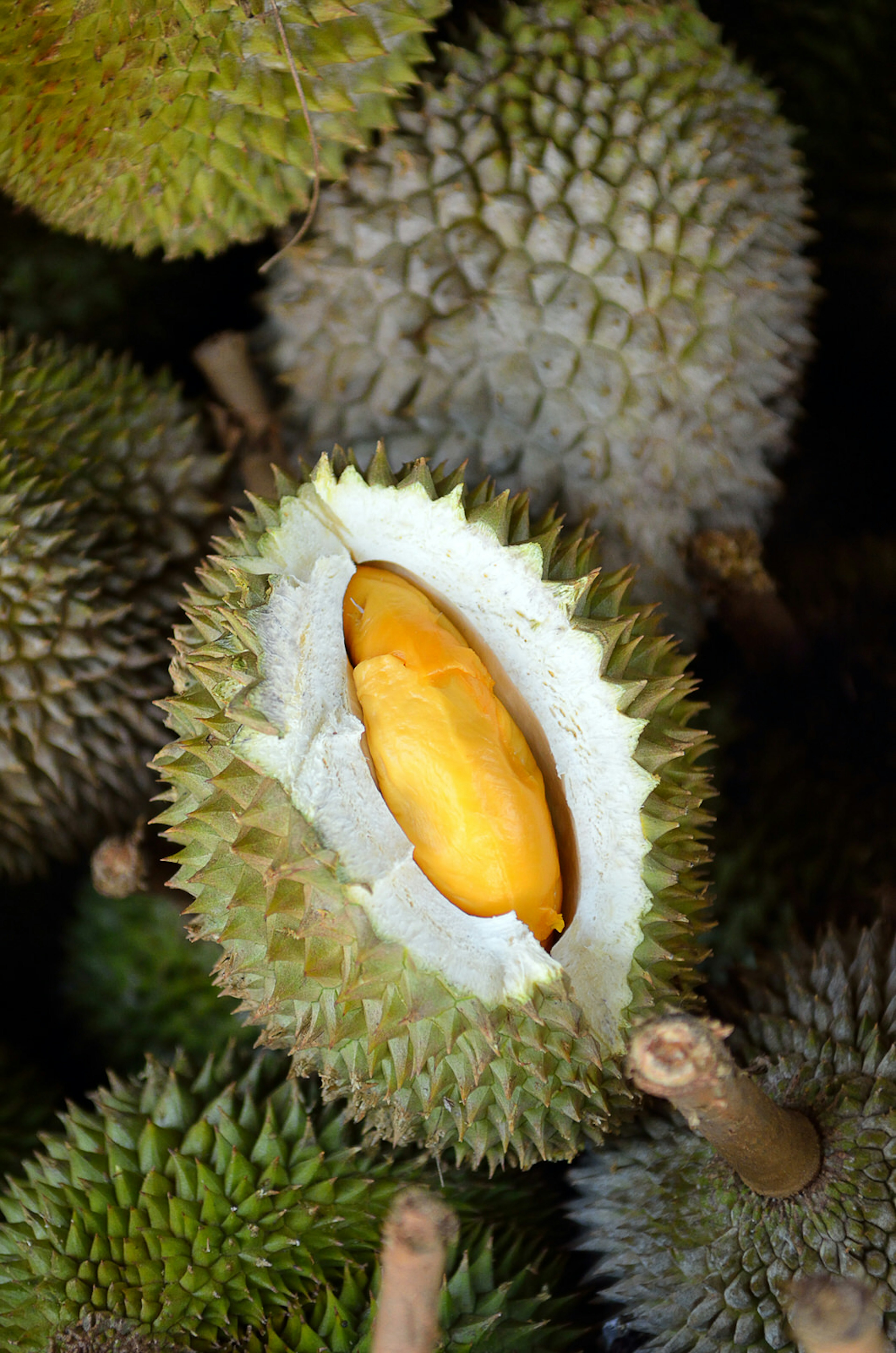 Durian fruit is a smelly fruit that is loved by many in Singapore