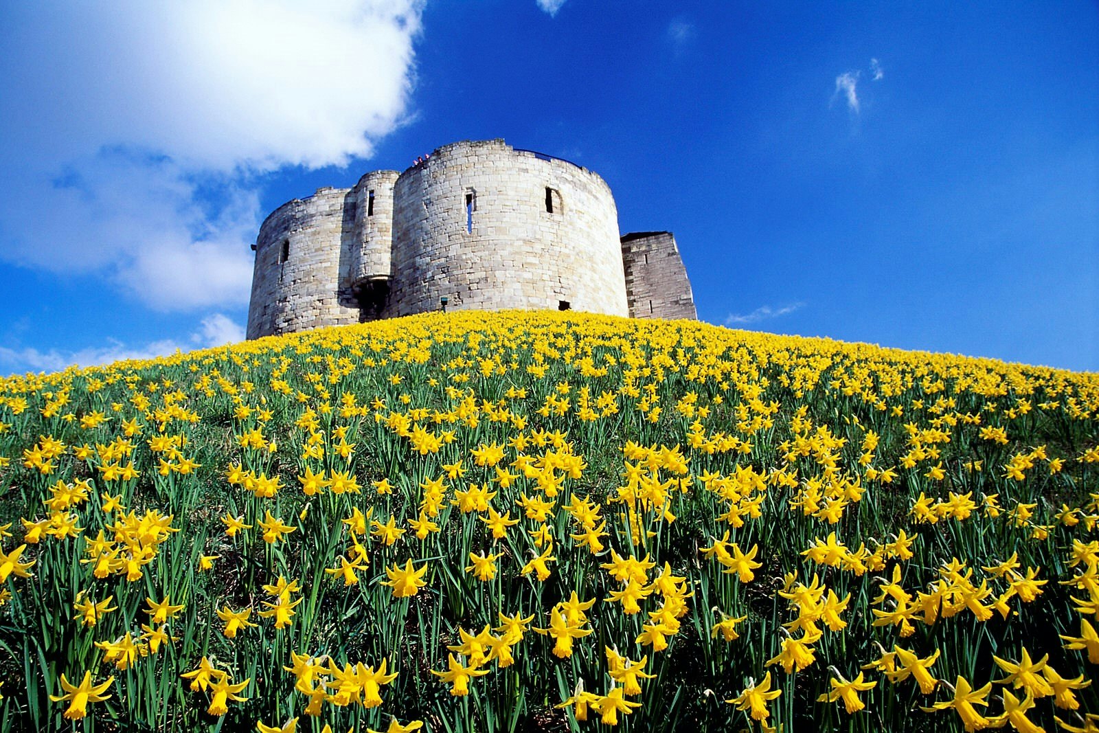 The remains of Clifford's Tower sit on top of a hill, surrounded by daffodils in the spring.