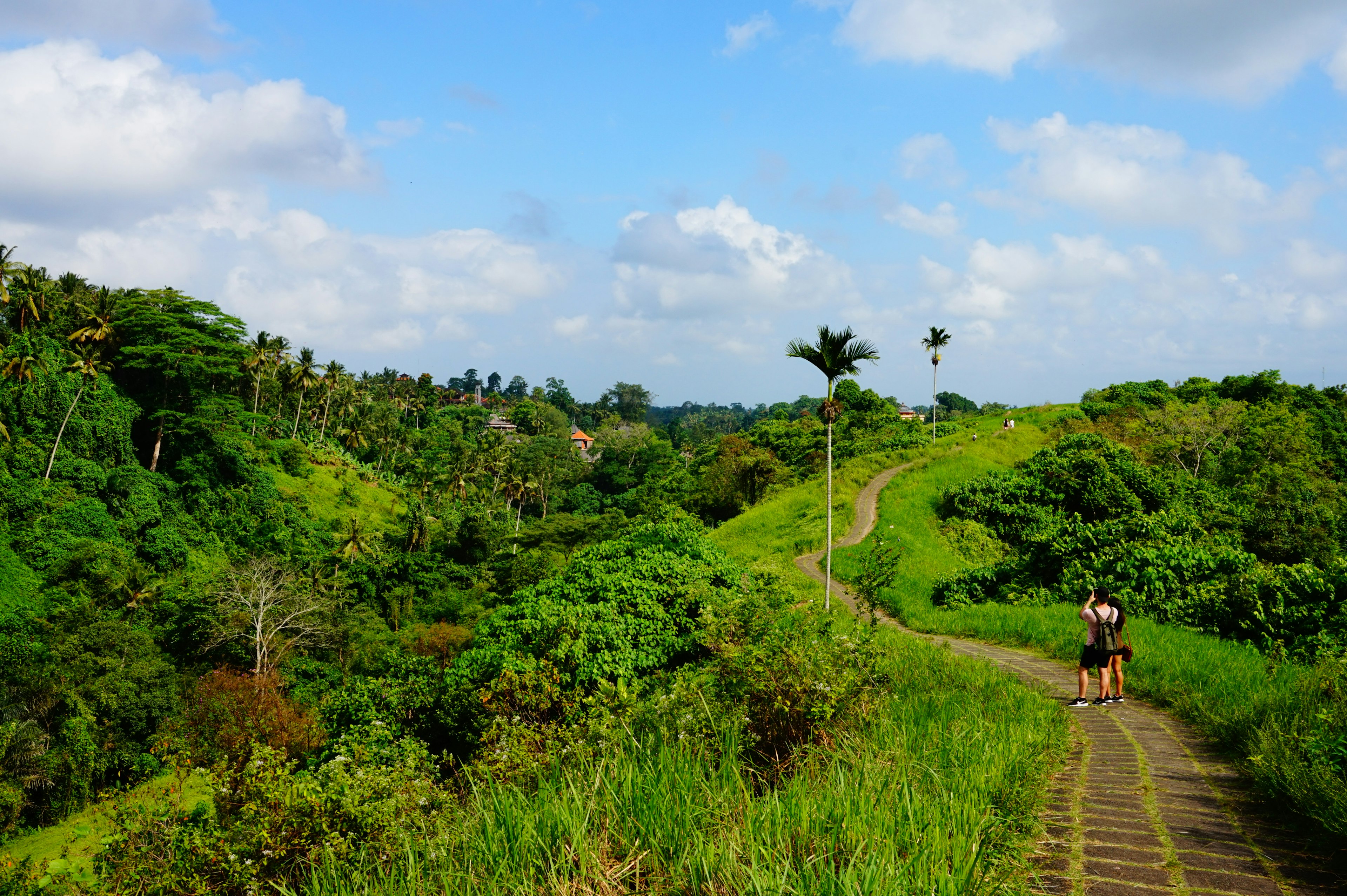 People walk along a paved trail that cuts along a forested ridge, Campuhan Ridge Walk, Bali