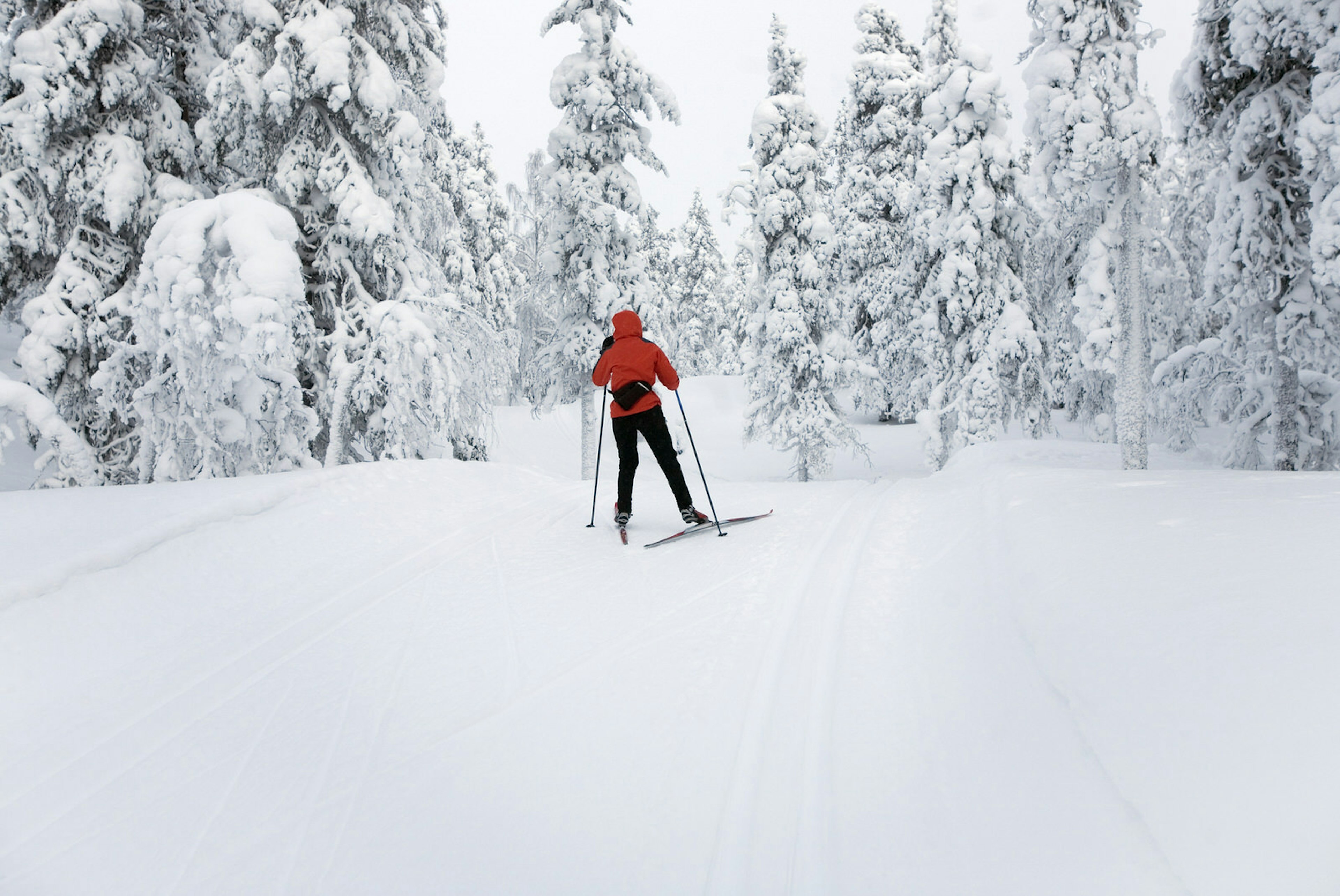 A cross-country skier skiing on one of the forested trails in the ä region.