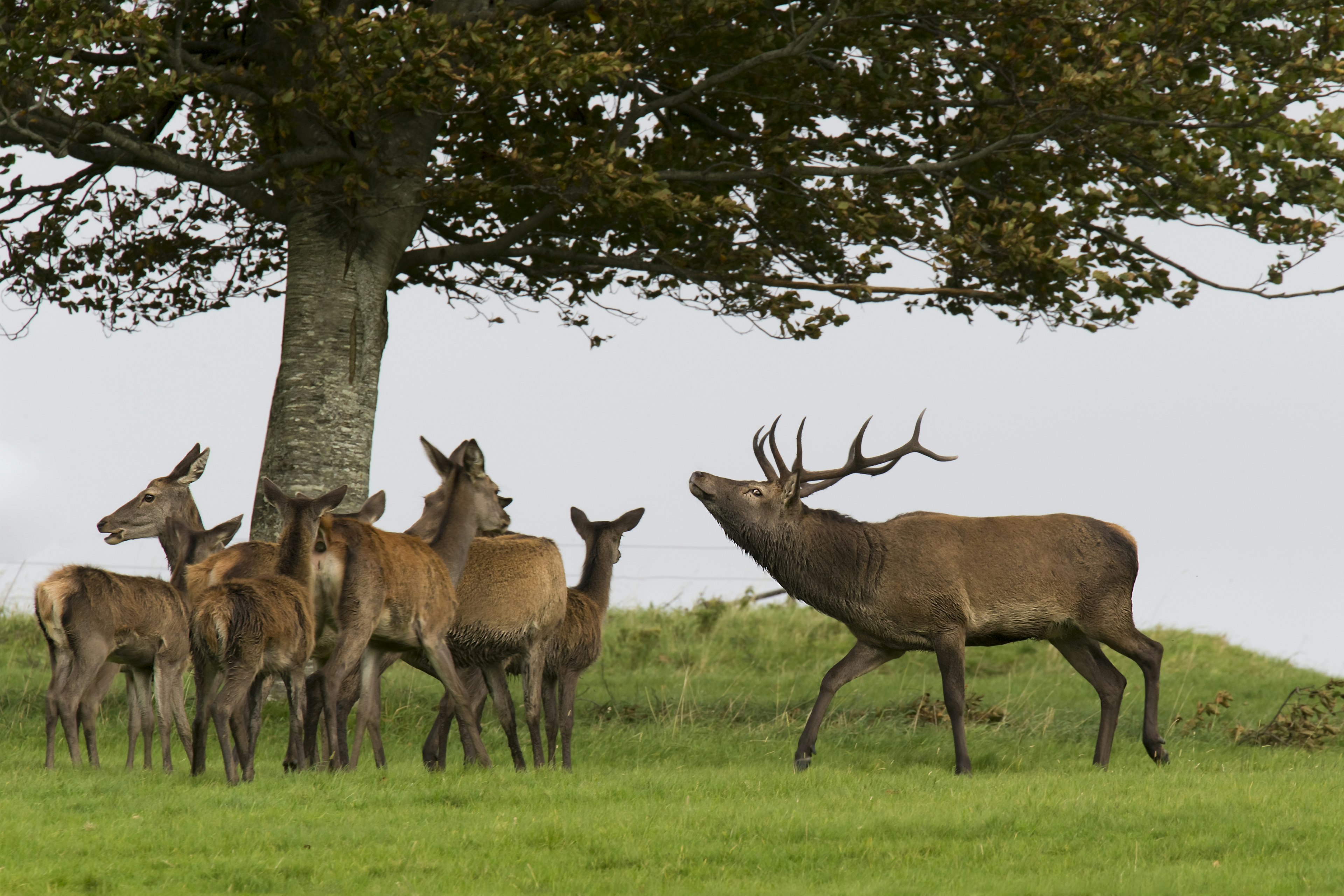 A cluster of Irish deer, including one stag on the right facing left, and a group of half a dozen doe and fawns standing around a tree in County Kerry