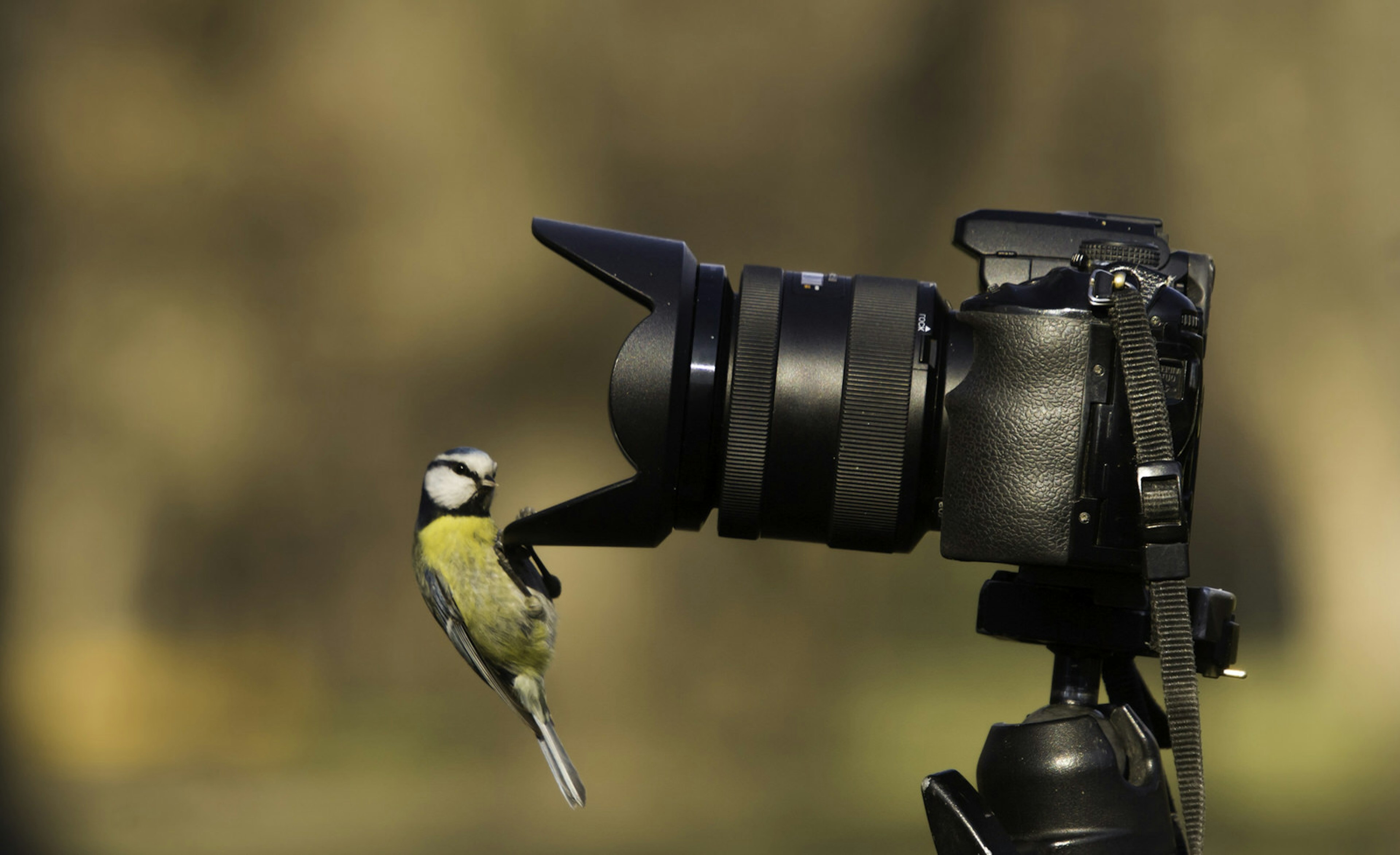 A blue tit looks into a camera lens