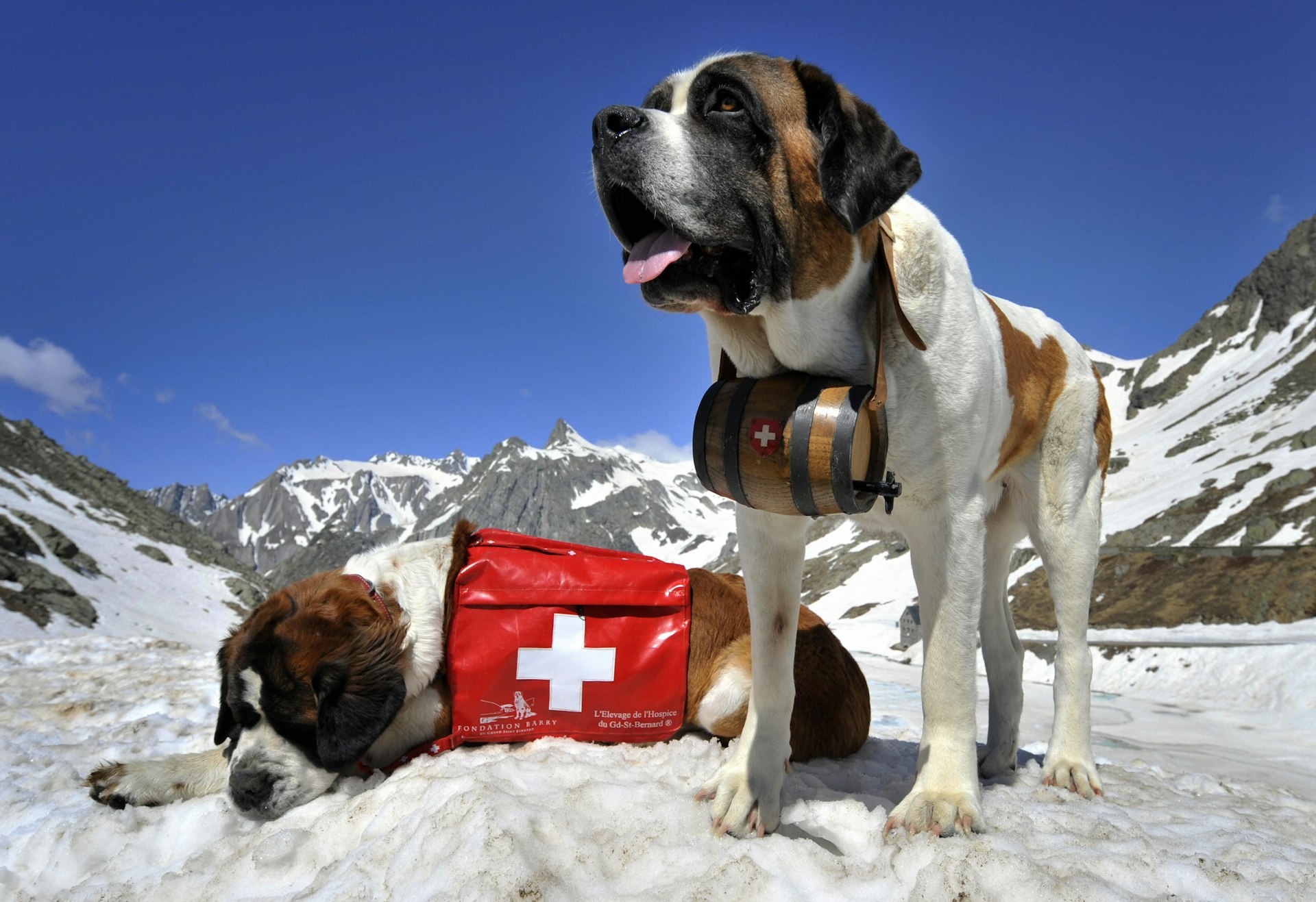 Two St Bernard dogs (Katy and Salsa) pose at the Great St Bernard mountain pass, Switzerland