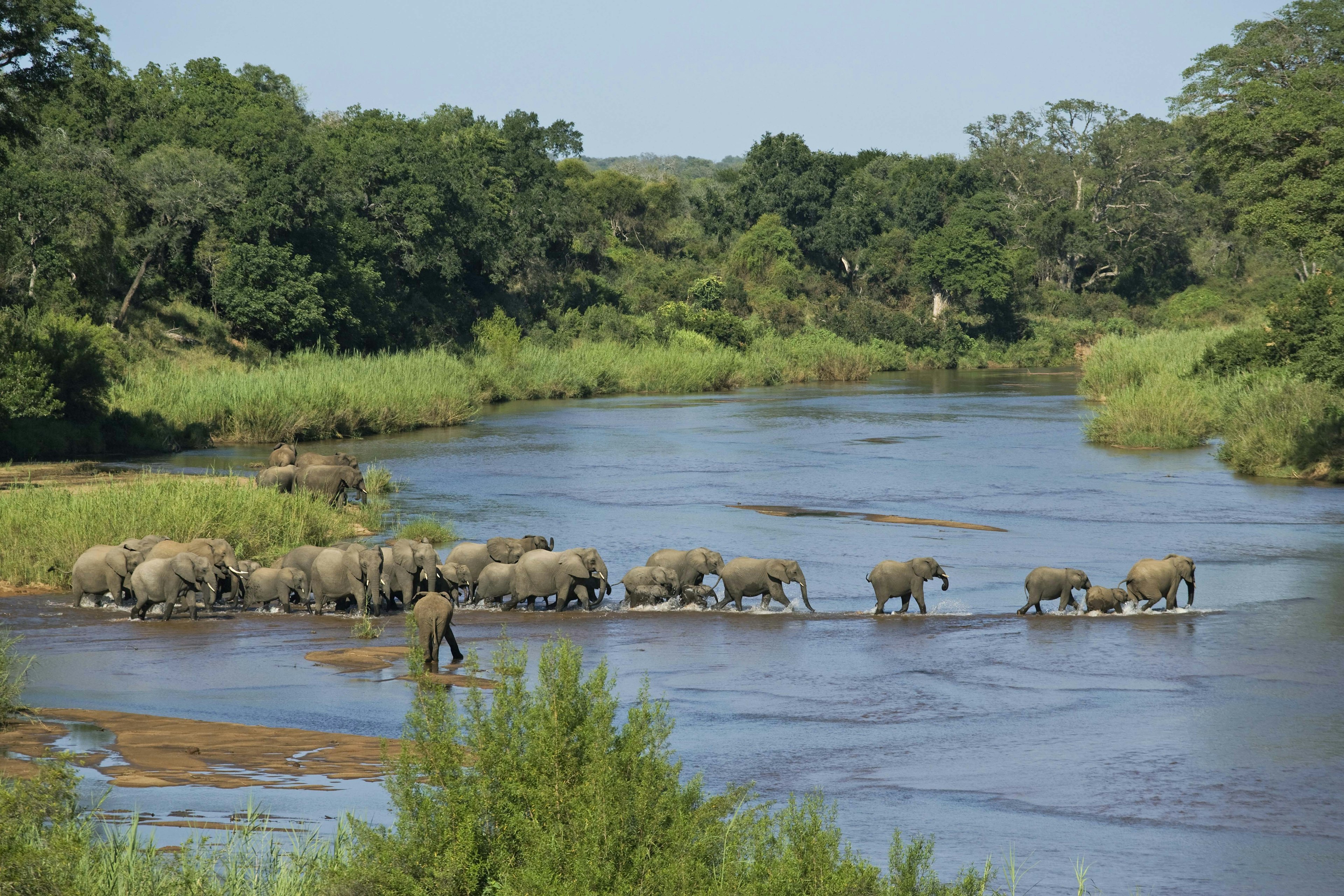 Herd of elephants crossing a river, Kruger National Park, South Africa.