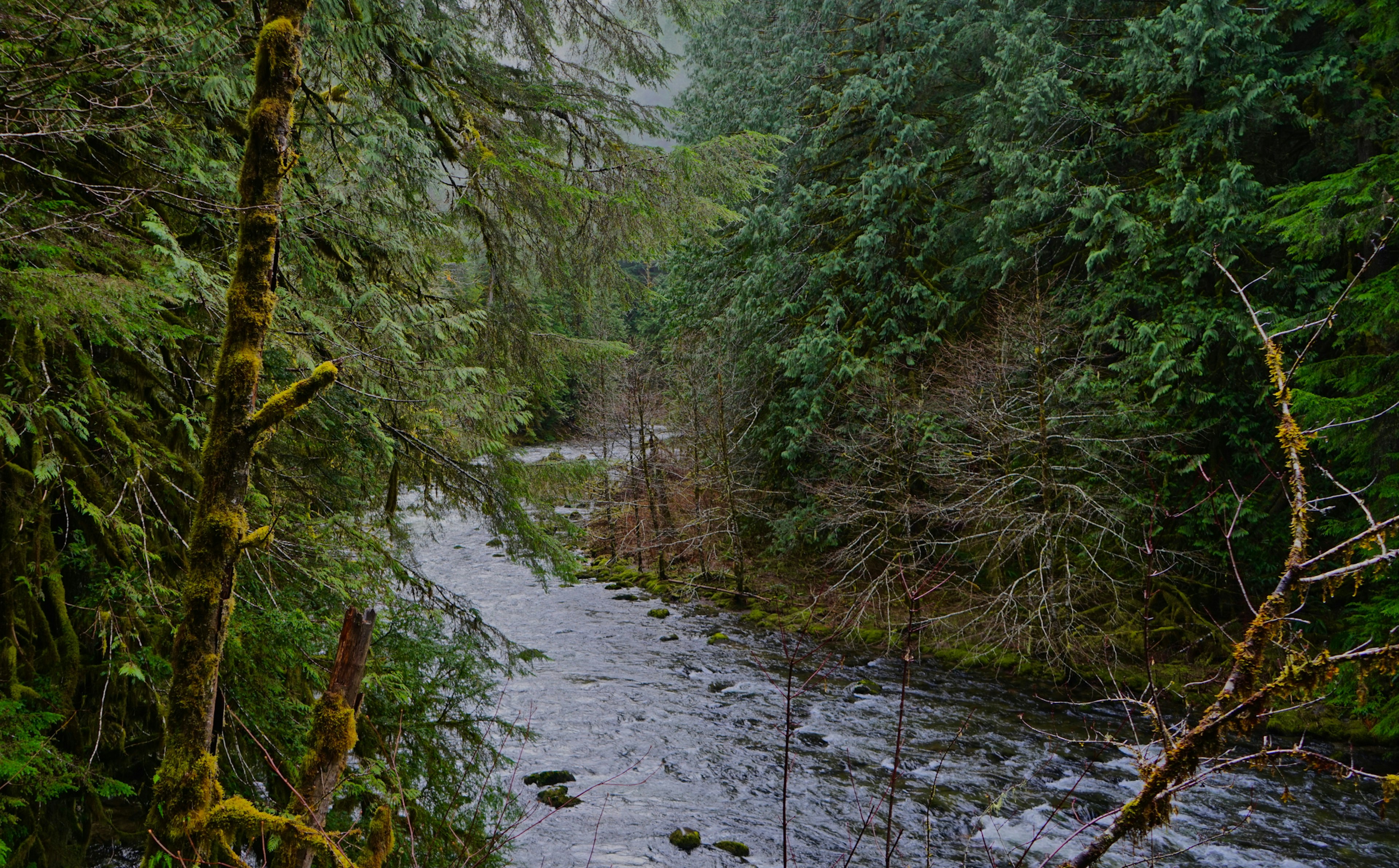 The Salmon River is a classic Pacific Northwest river surrounded by thick evergreen foliage and moss-coated spruce and fir trees growing densely around a choppy, fast-flowing and rocky river in deep blue and green colors.