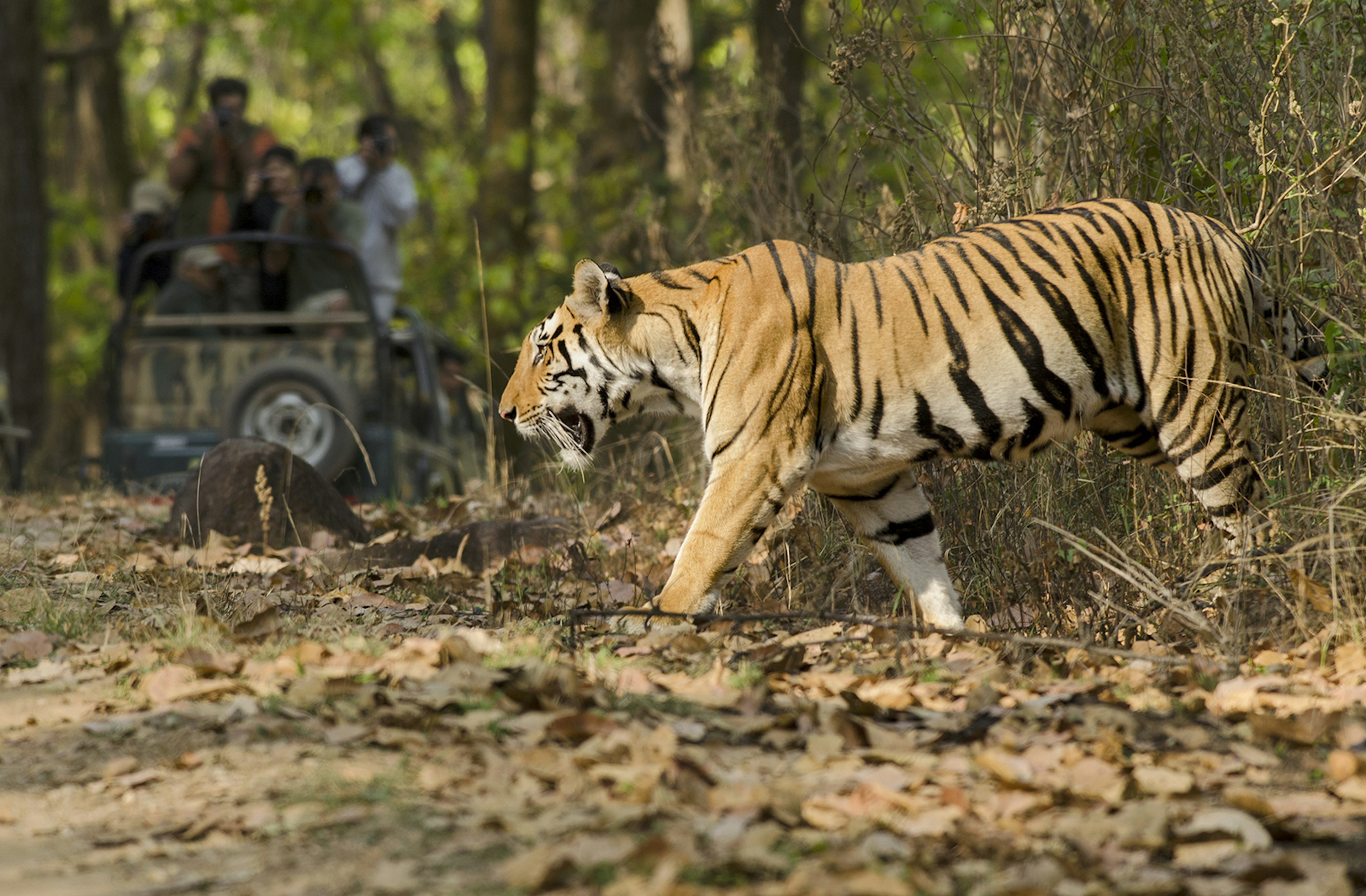 A tiger crosses a path in Kanha, Madhya Pradesh