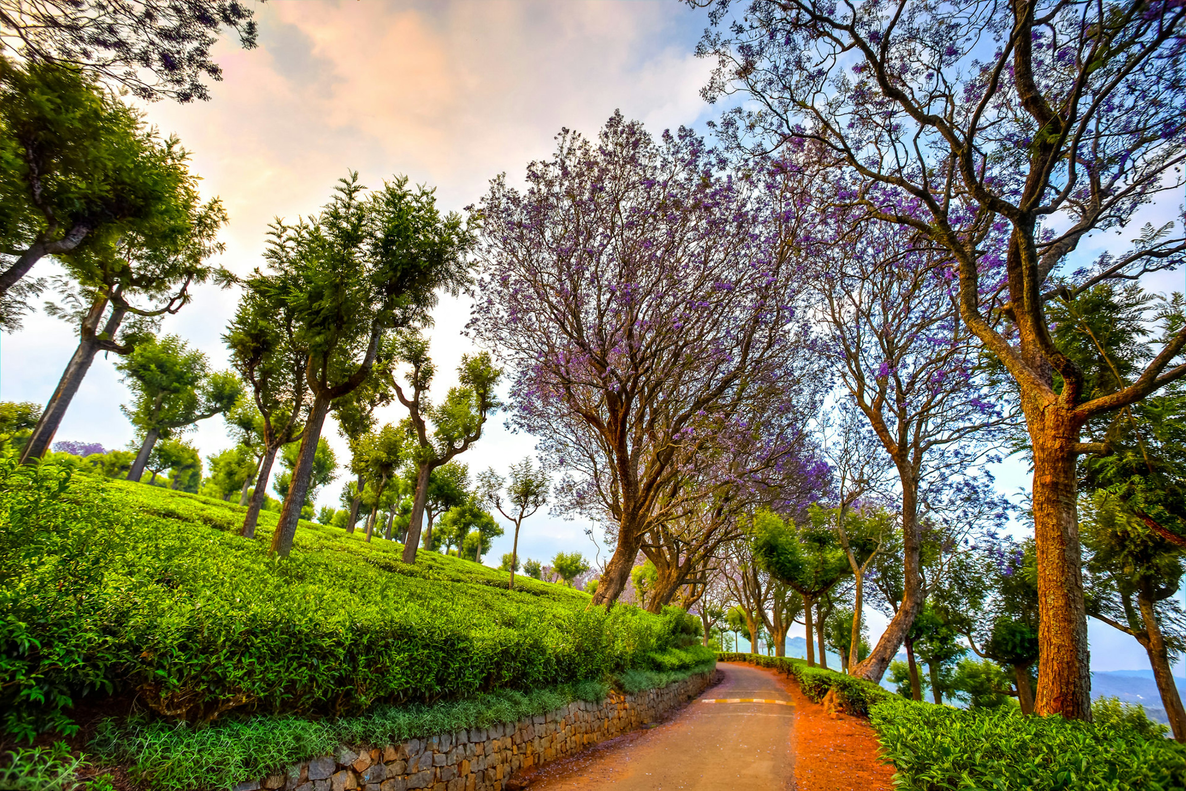 Serene tree plantation scenery in Coonoor © Adrian Catalin Lazar / Getty Images