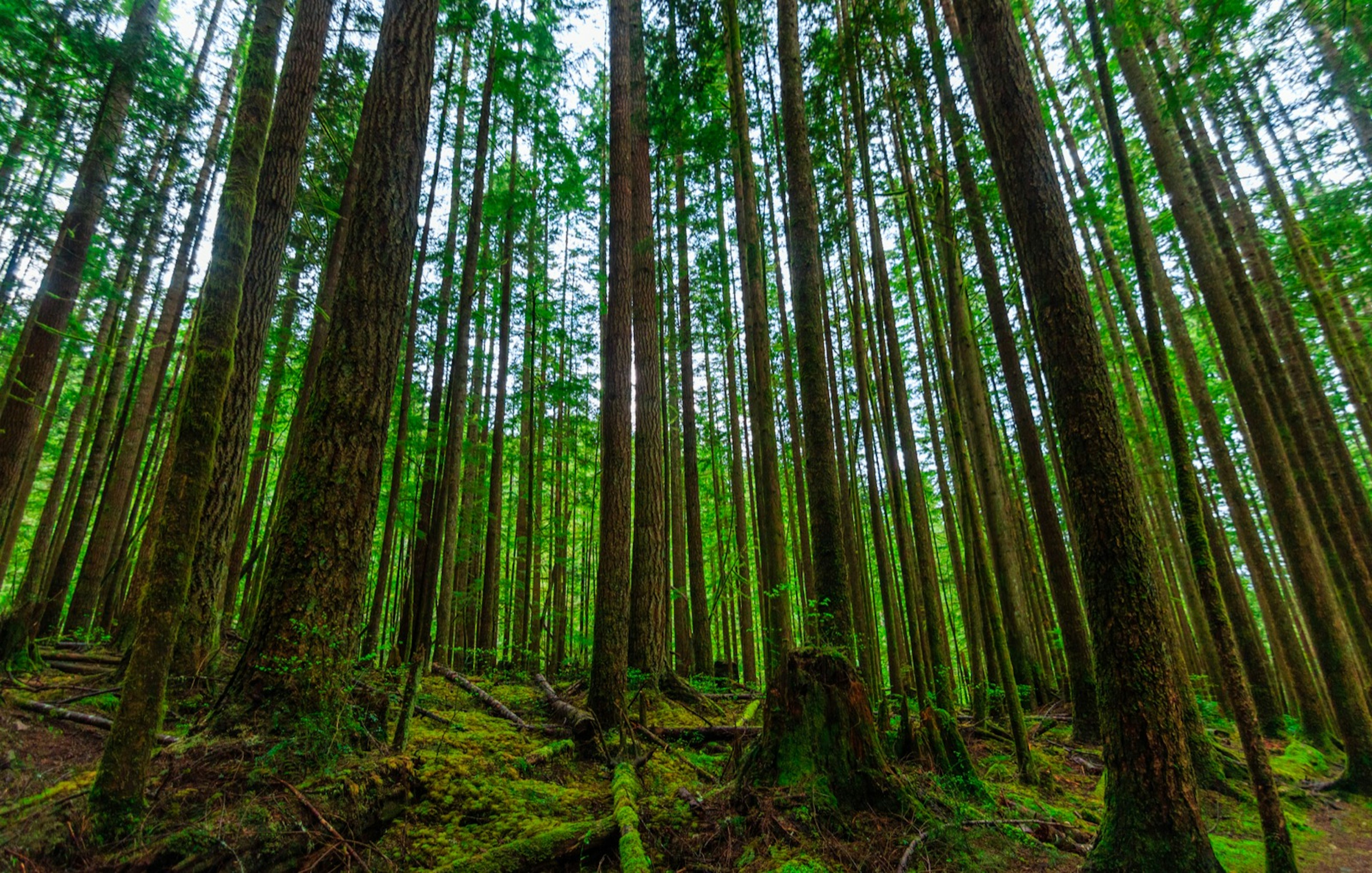 redwood trees reach skyward over a moss covered ground a great place to experience California's redwoods