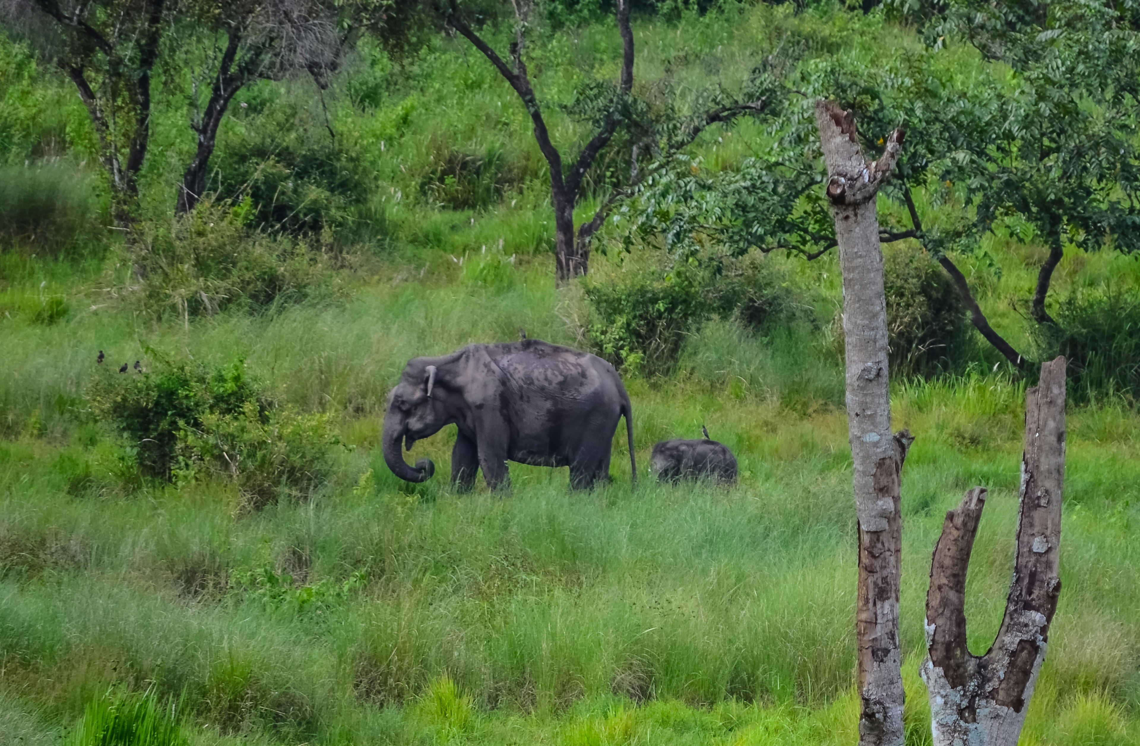 In the nature preserves of the Western Ghats, you may spot an elusive wild elephant – and even a tiger. Paddy Photography/Getty Images