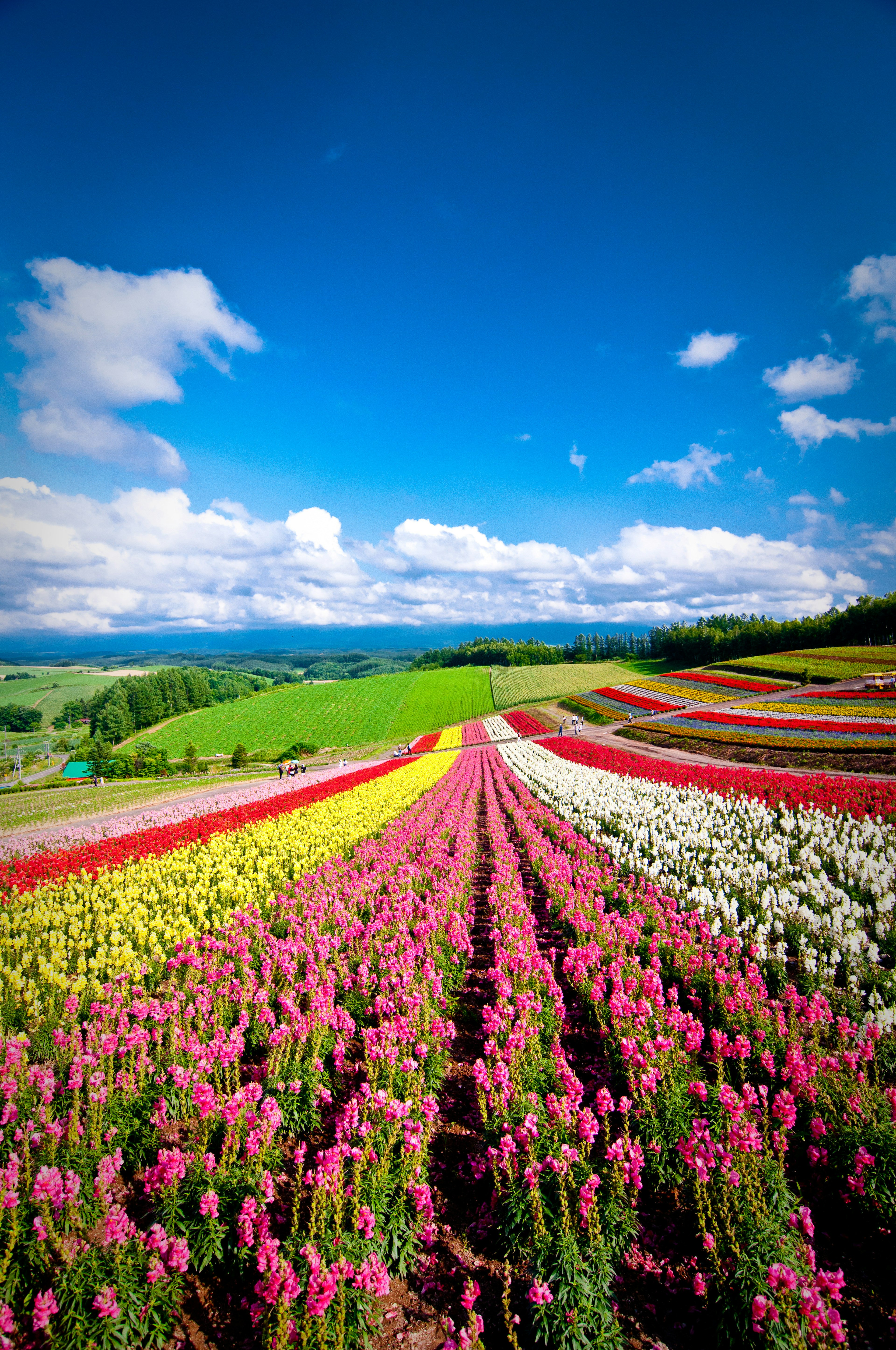 Bright pink, yellow and white flowers in Furano, Japan; Best things to do in summer in Japan