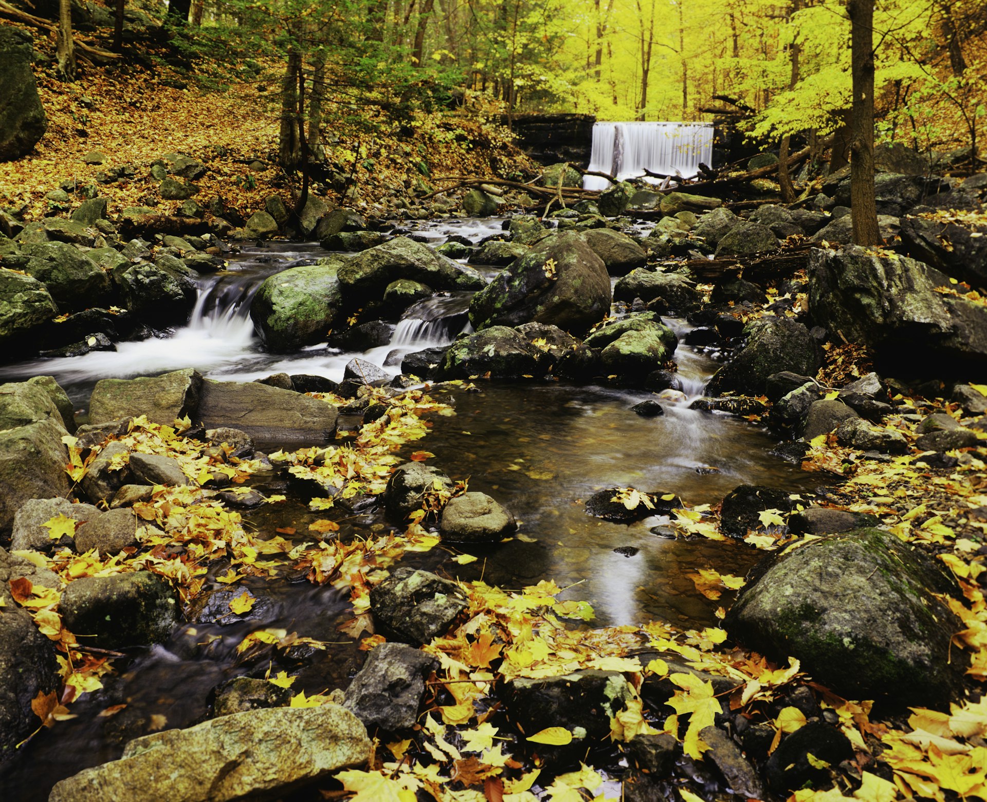 Beech trees and sugar maples in gold and brilliant yellow line the trails of the Hudson Valley. 