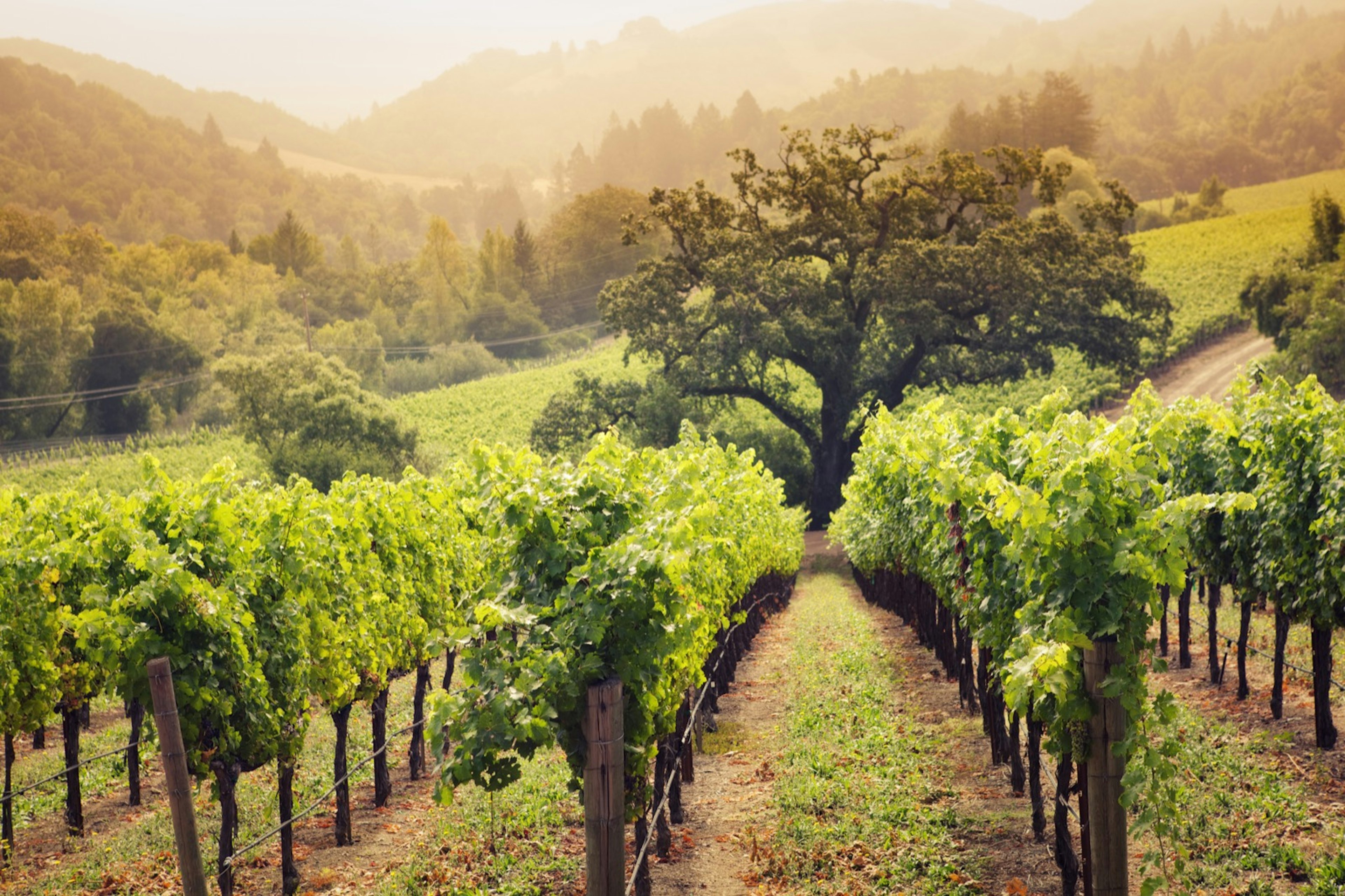 Grape vines in Napa extending to a vanishing point, with a tree in the background; weekend in Napa