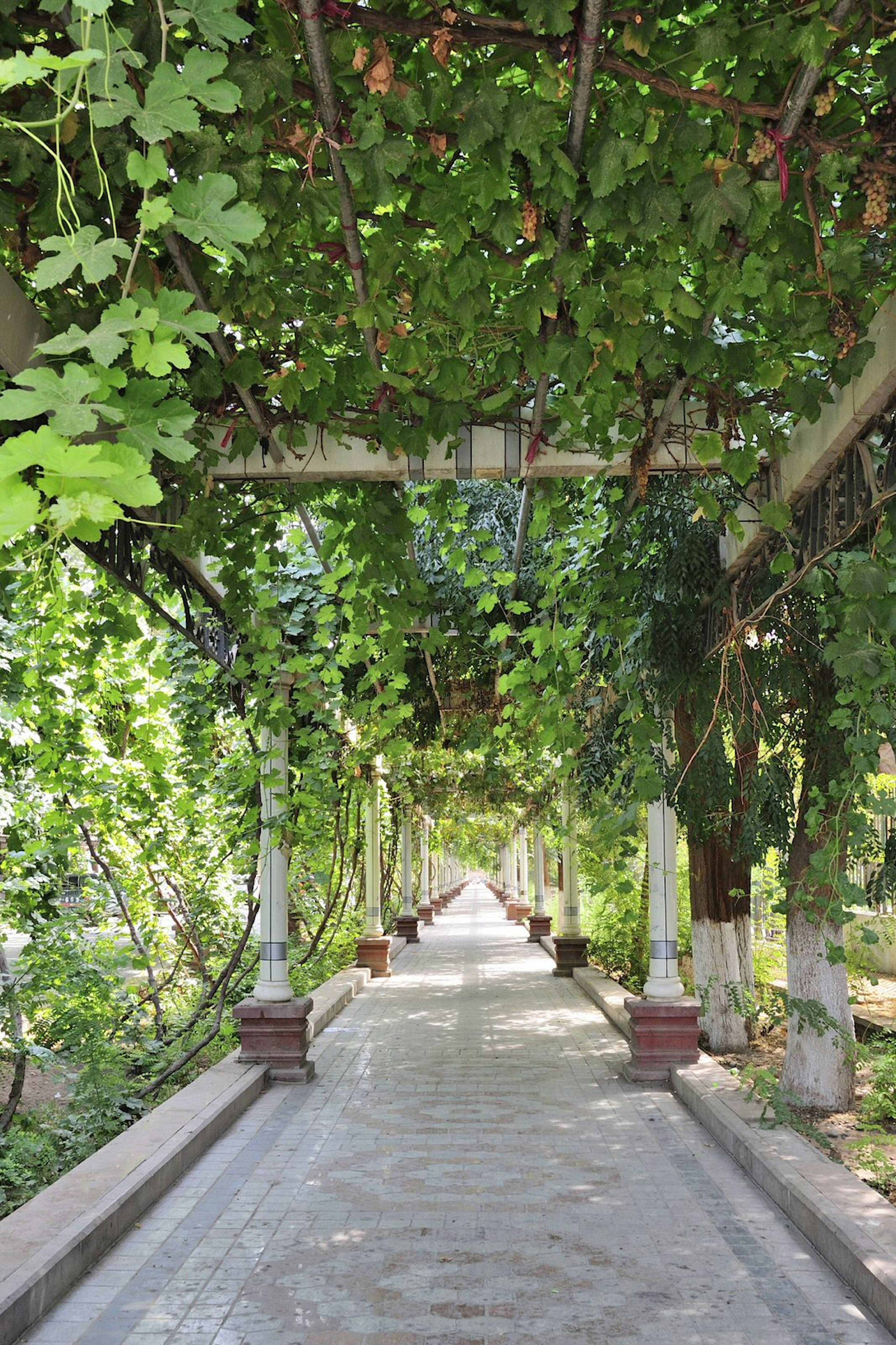 Pedestrian way of the vine in Turpan © dwatanabe / Getty