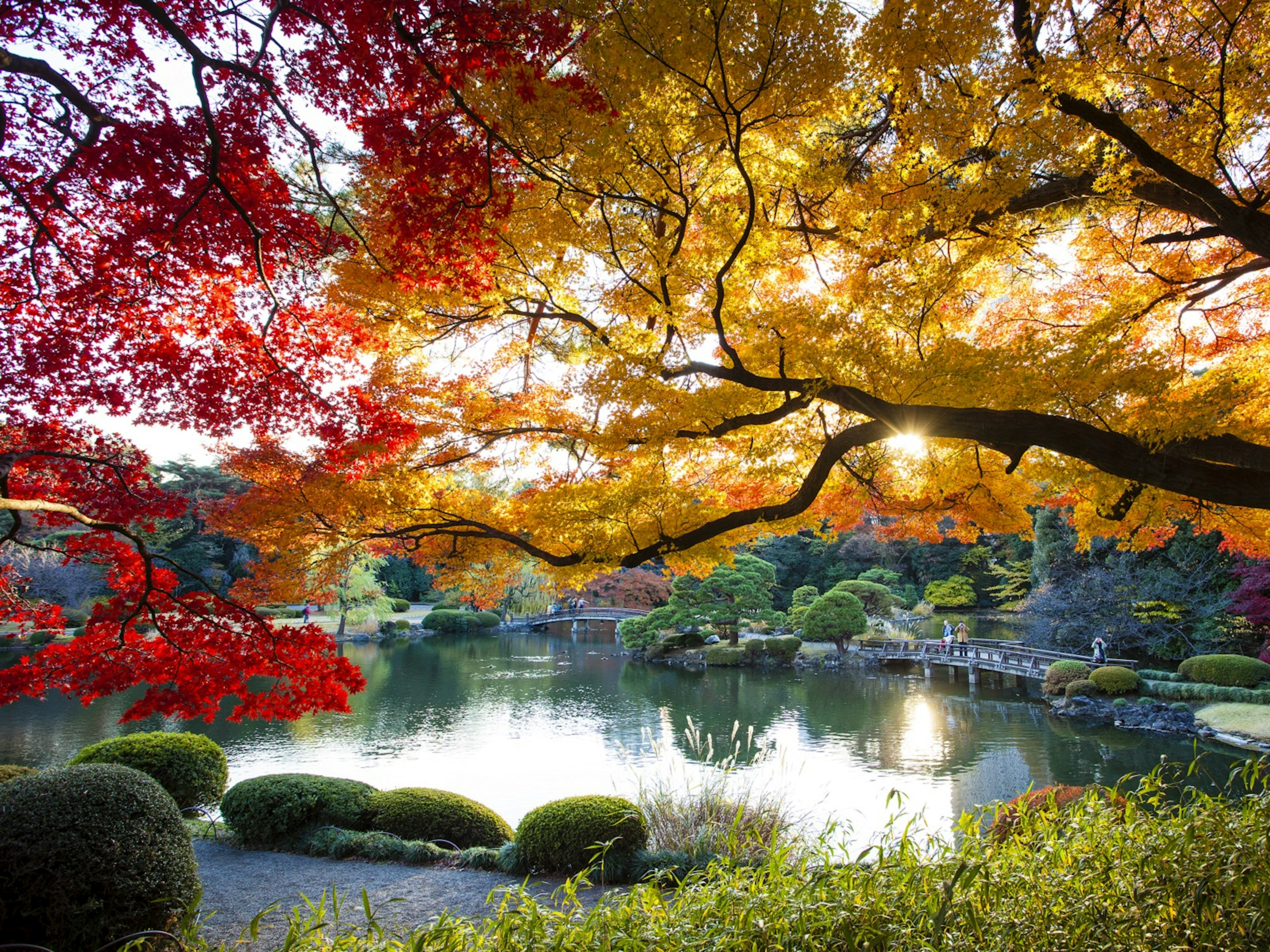 Maple leaves at sunset. Shinjuku Gyoen botanical garden is one of Tokyo's largest and most popular parks. Famous for autumn colour as well as cherry blossom viewing.