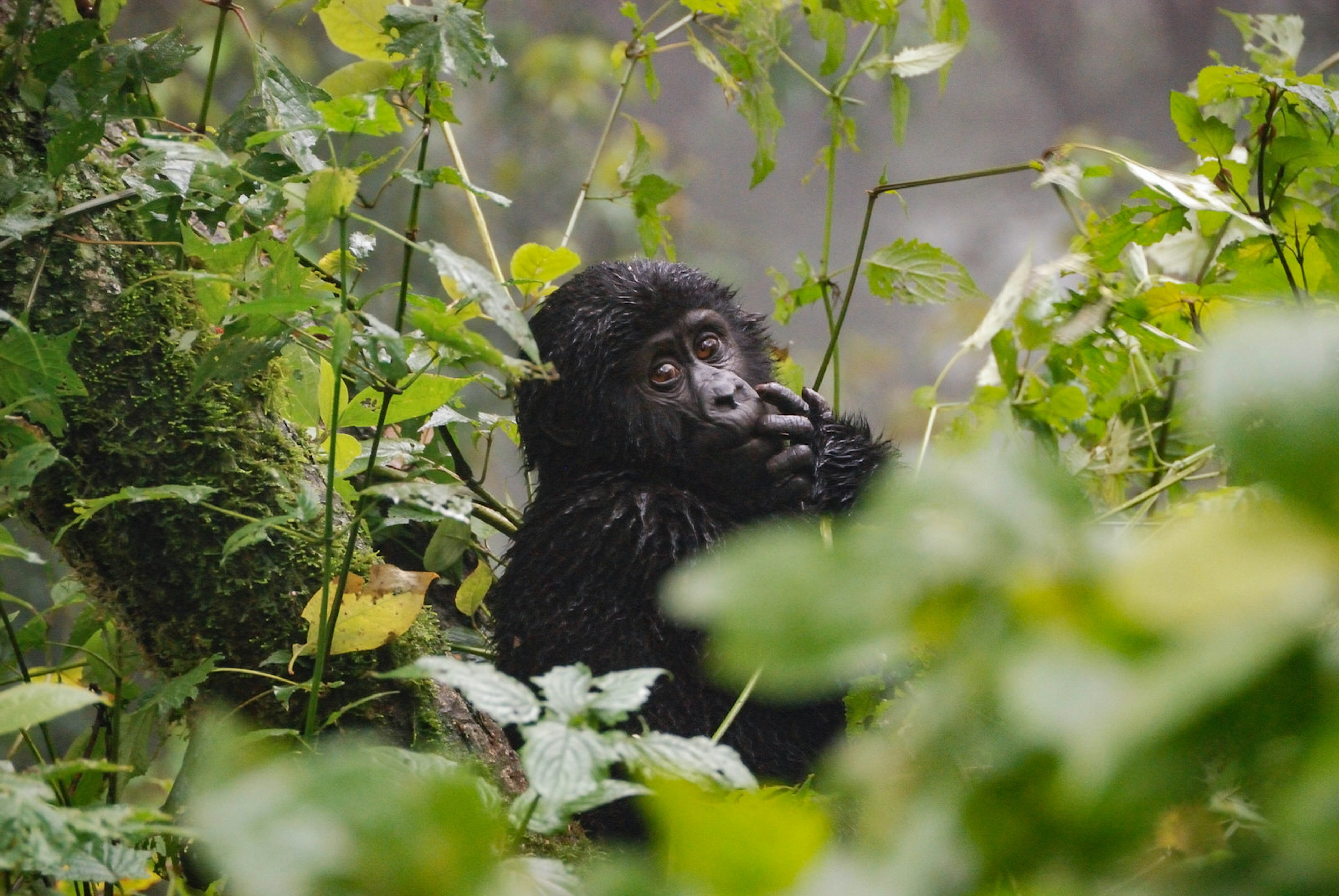 A baby gorilla sits in dense, freshly rained on vegetation. It is looking through the undergrowth, with its hand gently touching its mouth. ©mick789/Getty