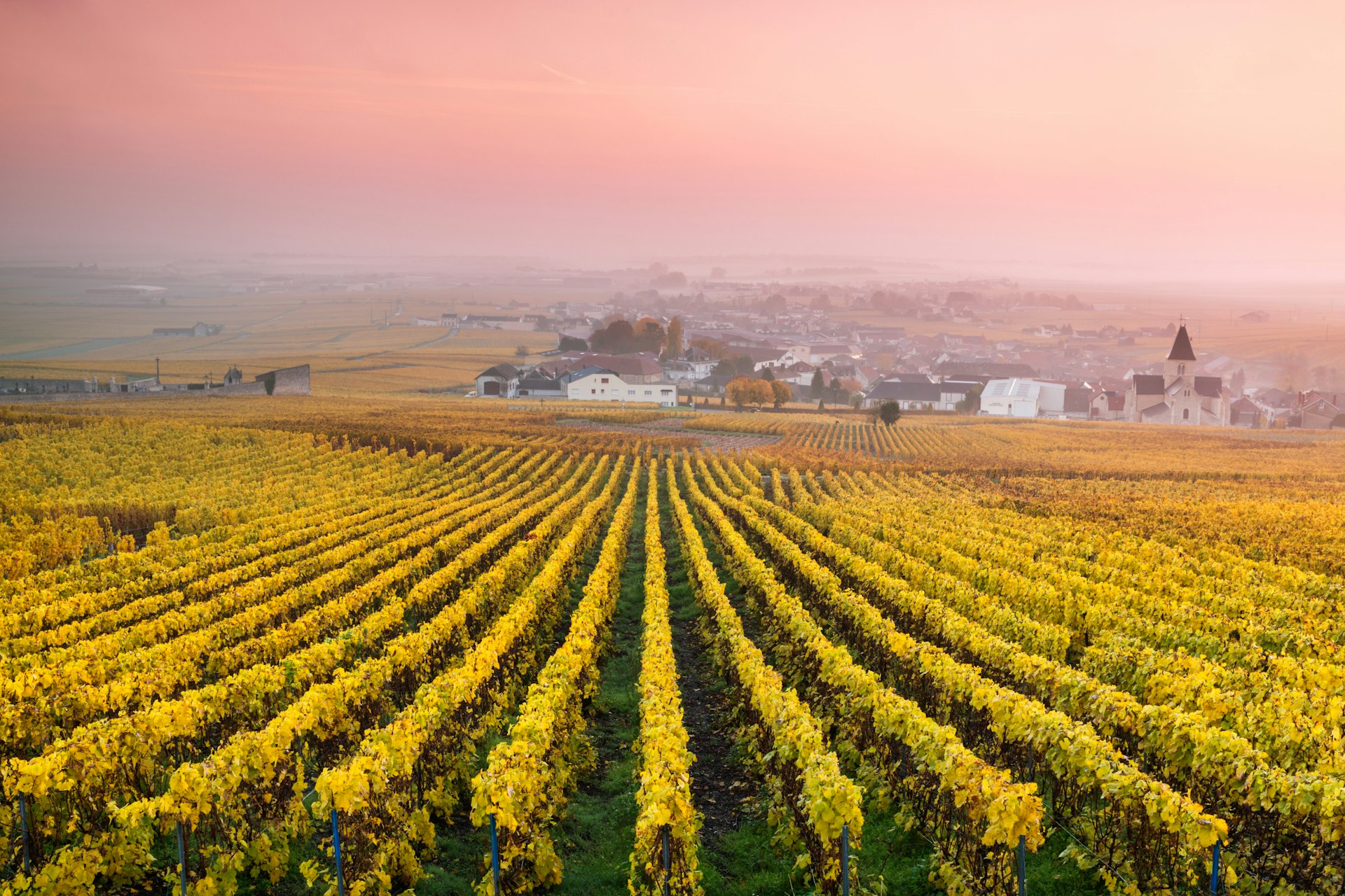 Vineyards in the mist at sunrise, Oger, Champagne, France