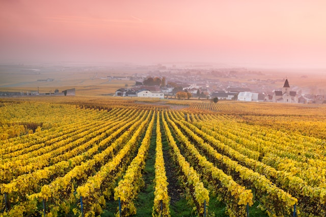 Vineyards in the mist at sunrise, Oger, Champagne, France