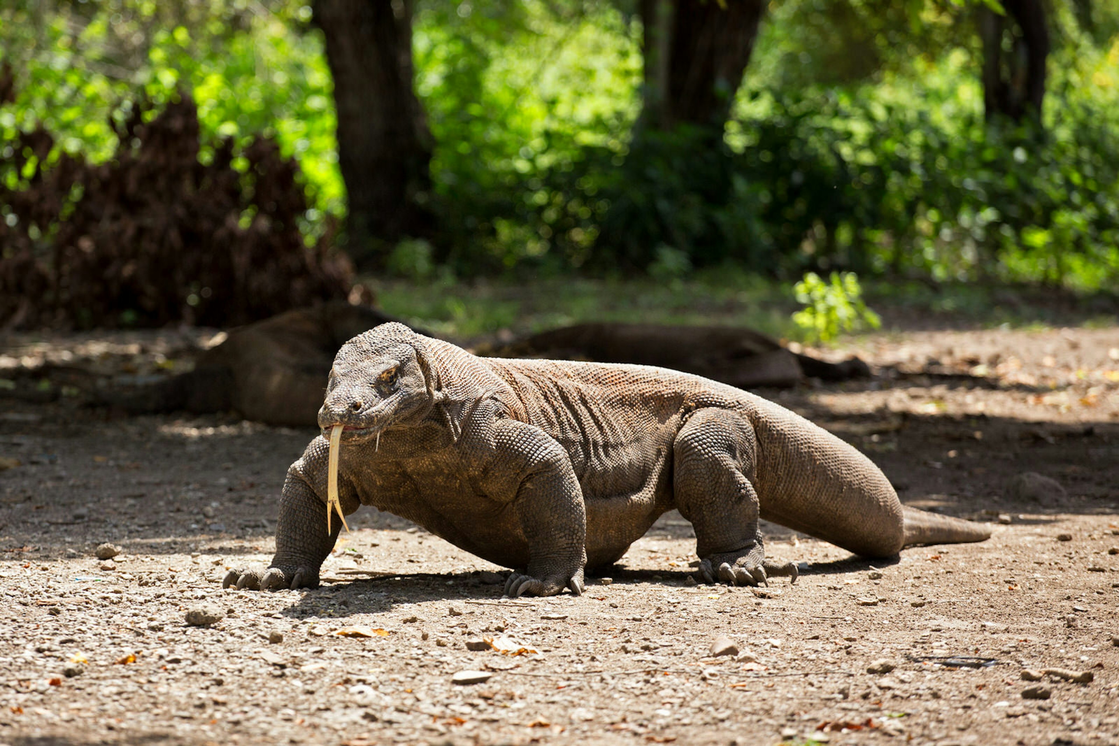 A large Komodo dragon in Komodo National Park © Setiono Joko Purwanto / Getty Images