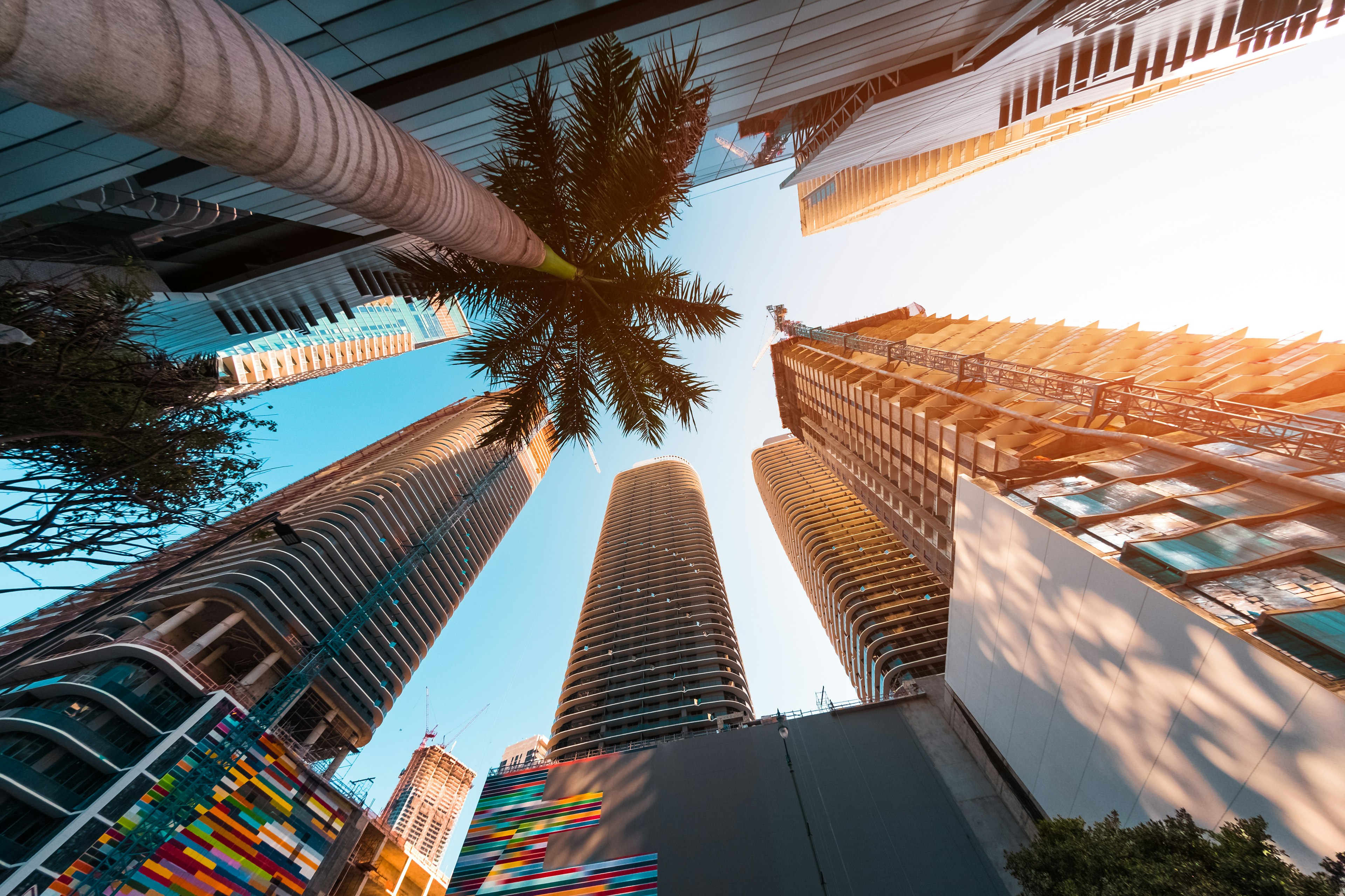 Shot looking skywards amidst skyscrapers and palm trees in Miami. The sun is shining brighly and the trees are casting shadows on the walls.