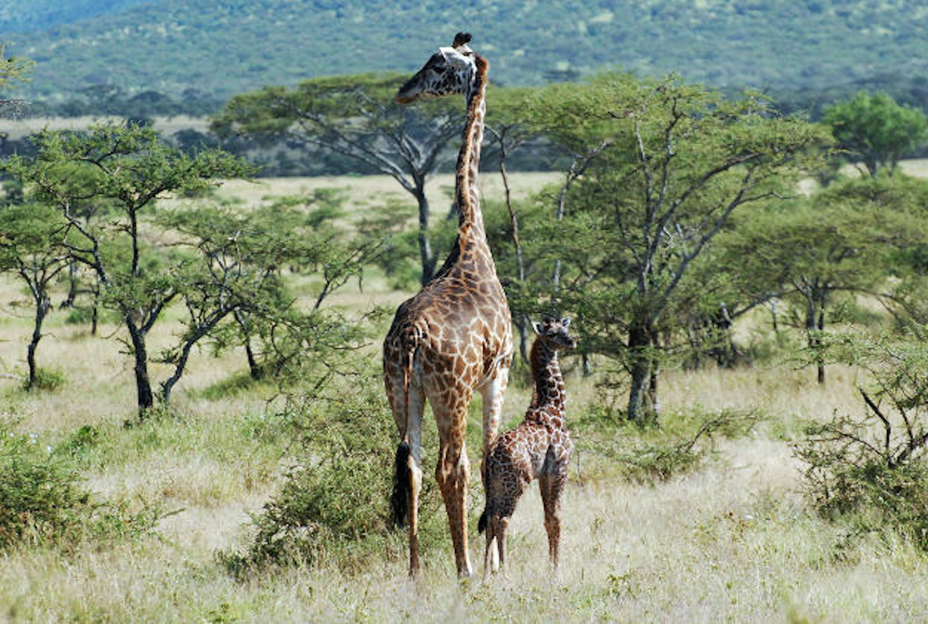 Giraffes under threat from extinction as numbers drop.