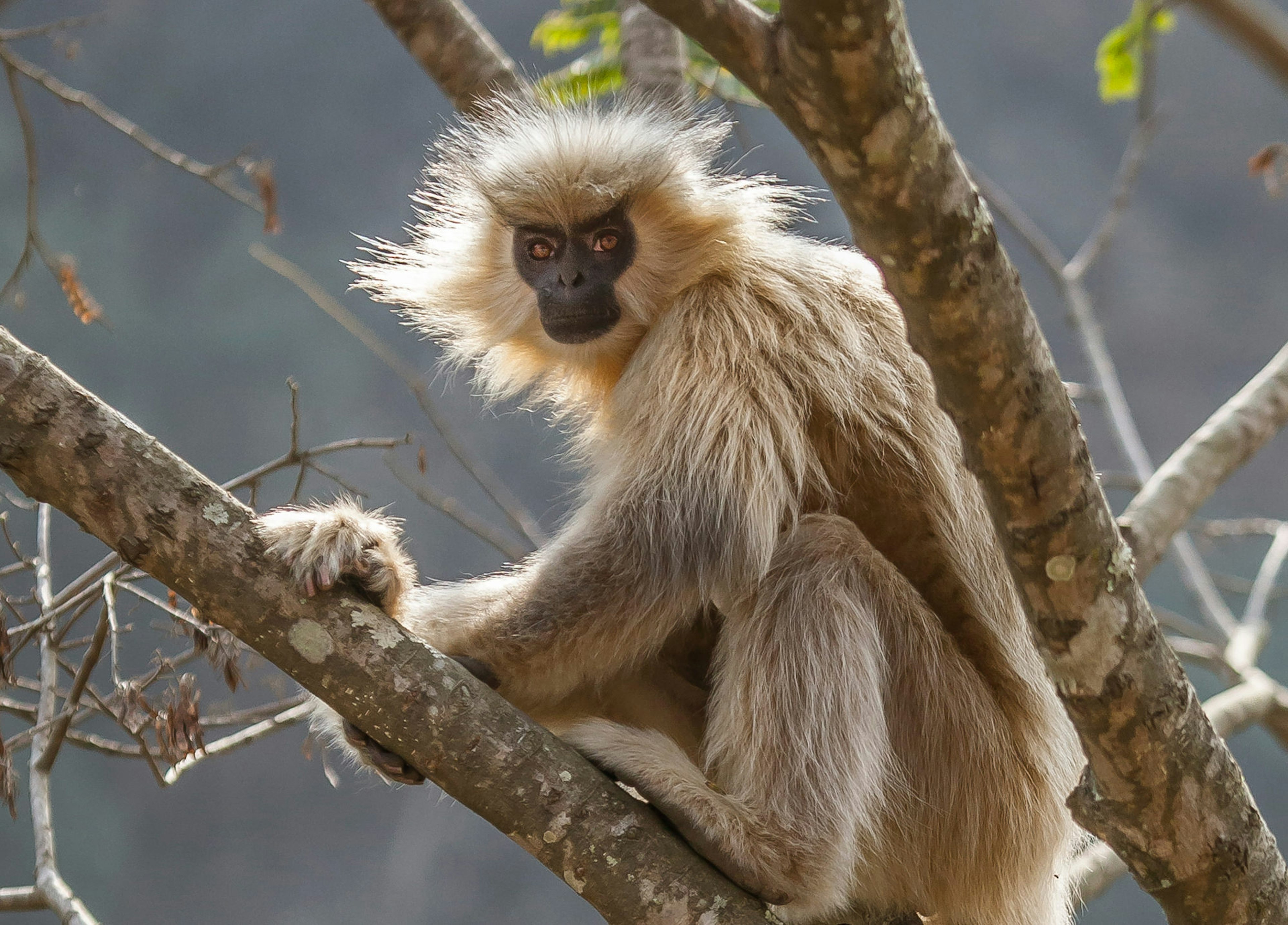 Keep your eyes peeled for golden langurs swinging in the trees, Zhemgang.